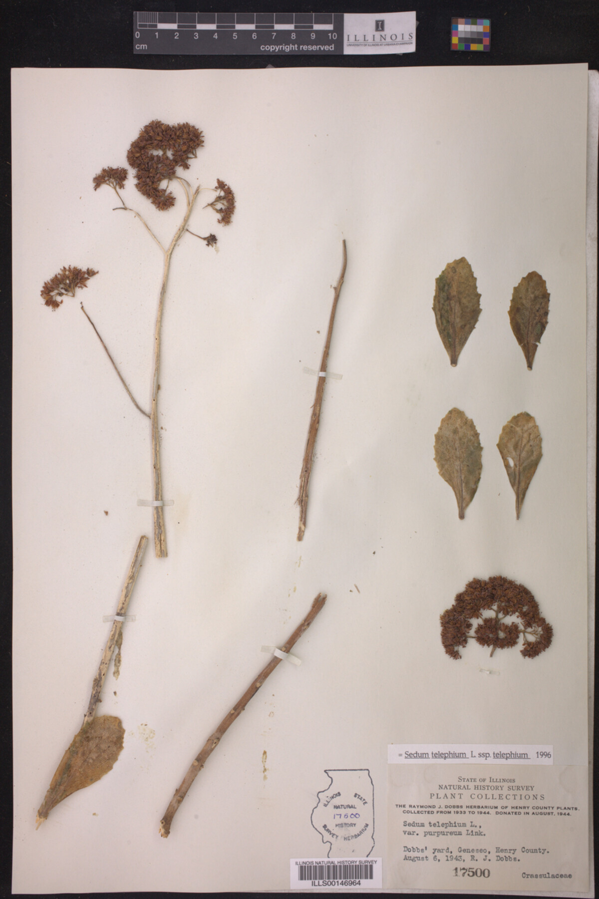 Sedum telephium ssp. telephium image