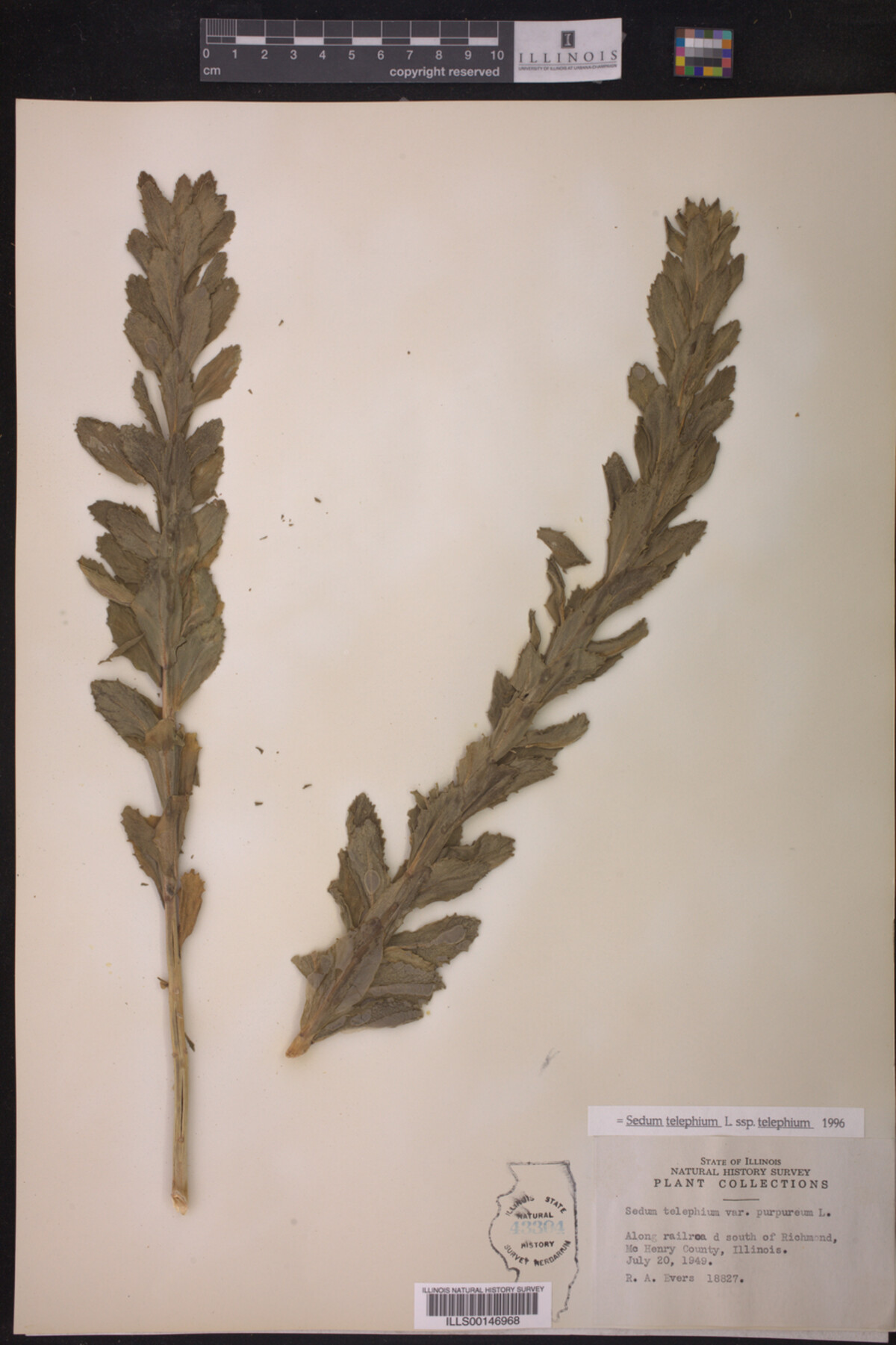 Sedum telephium ssp. telephium image