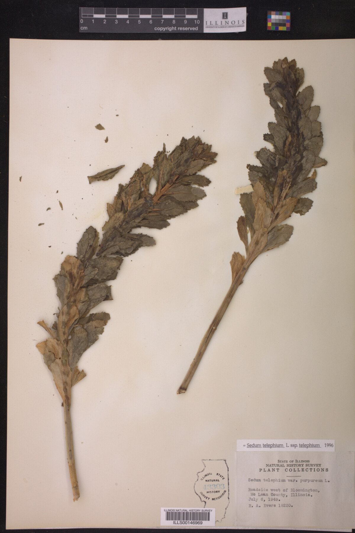 Sedum telephium ssp. telephium image