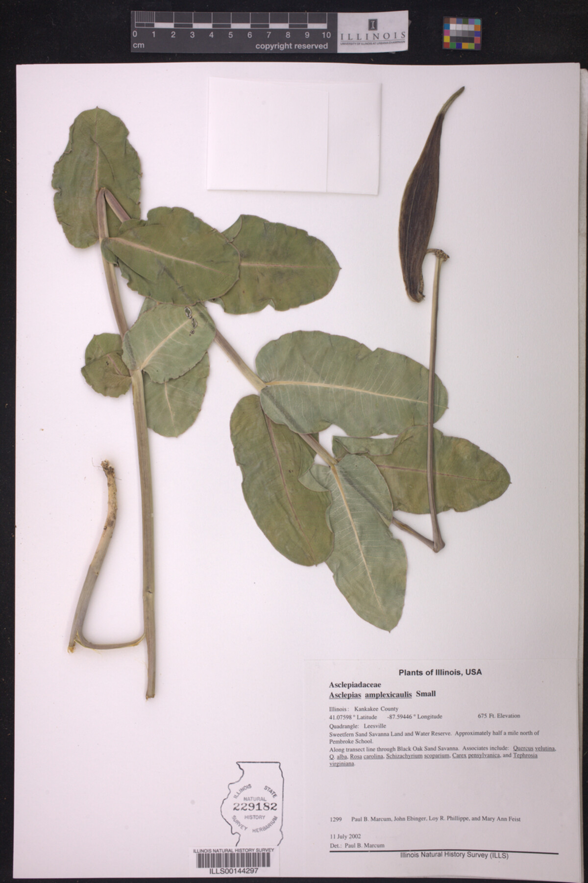 Asclepias amplexicaulis image