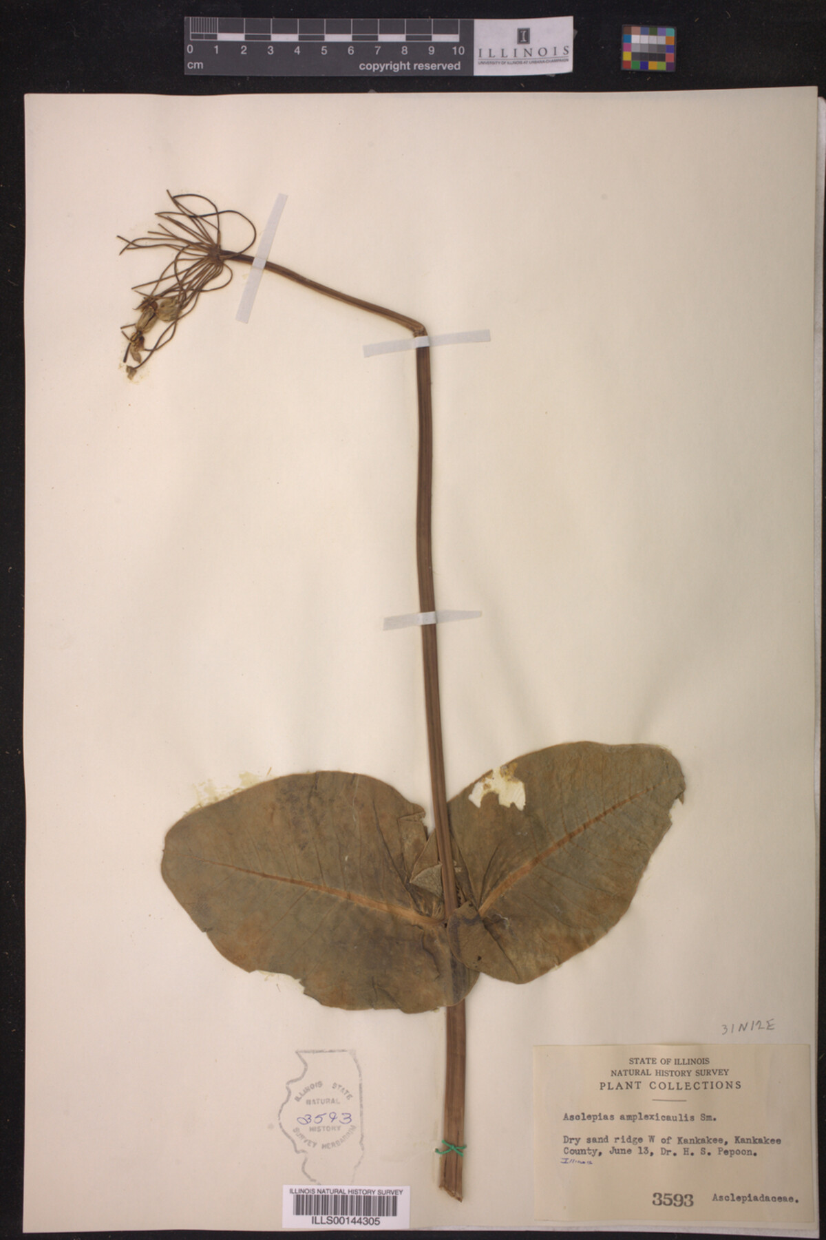 Asclepias amplexicaulis image