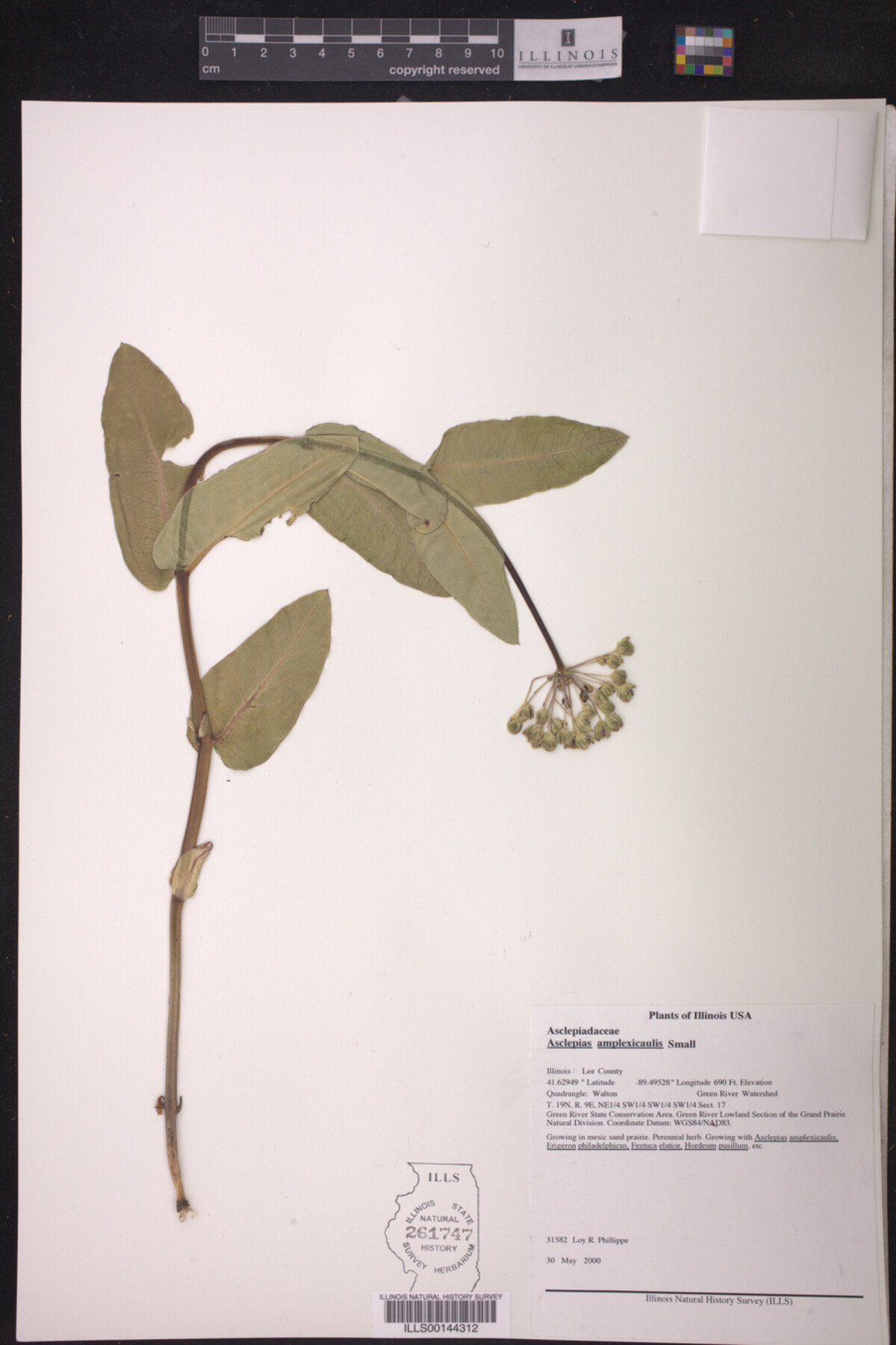 Asclepias amplexicaulis image