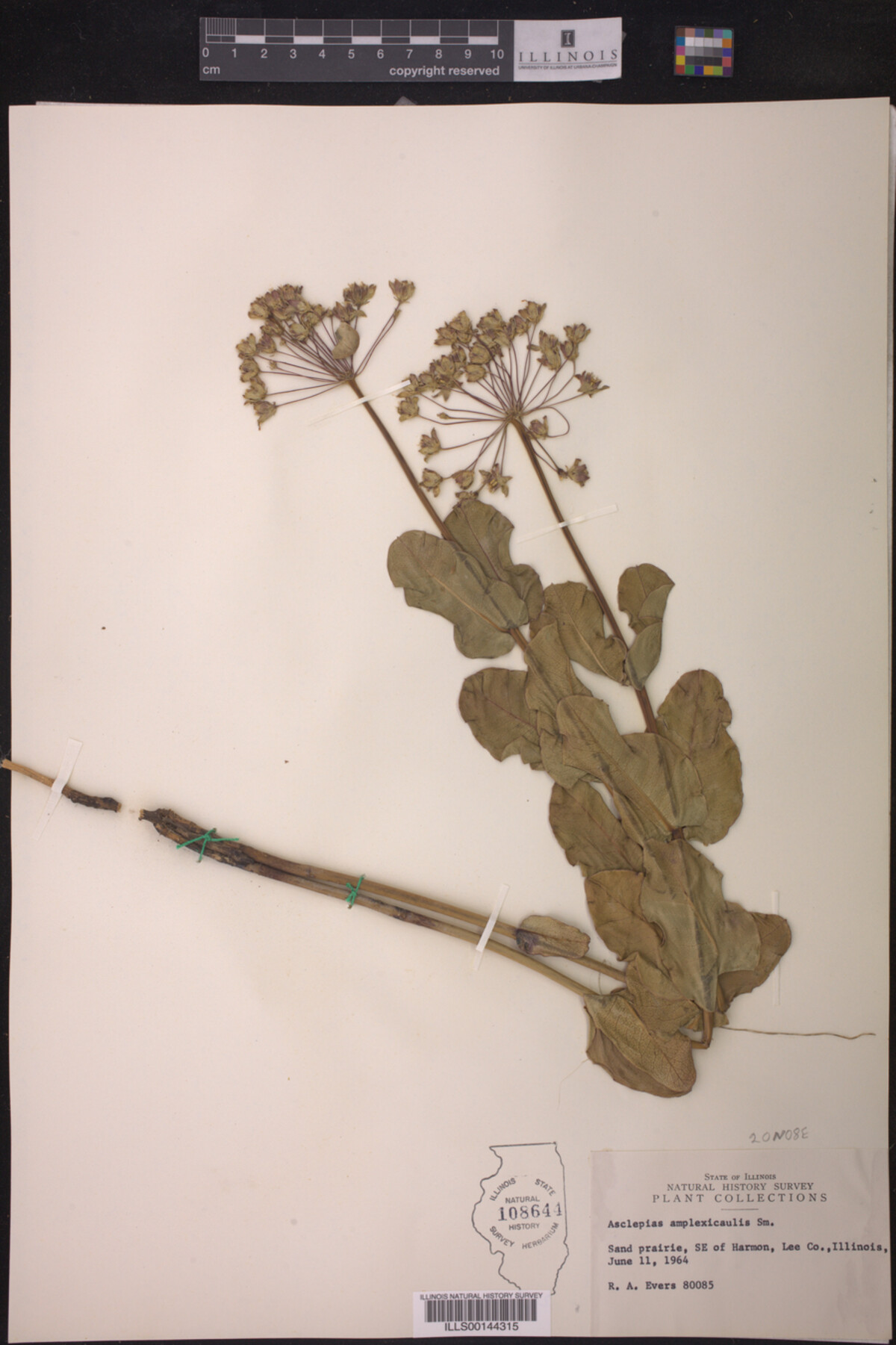 Asclepias amplexicaulis image