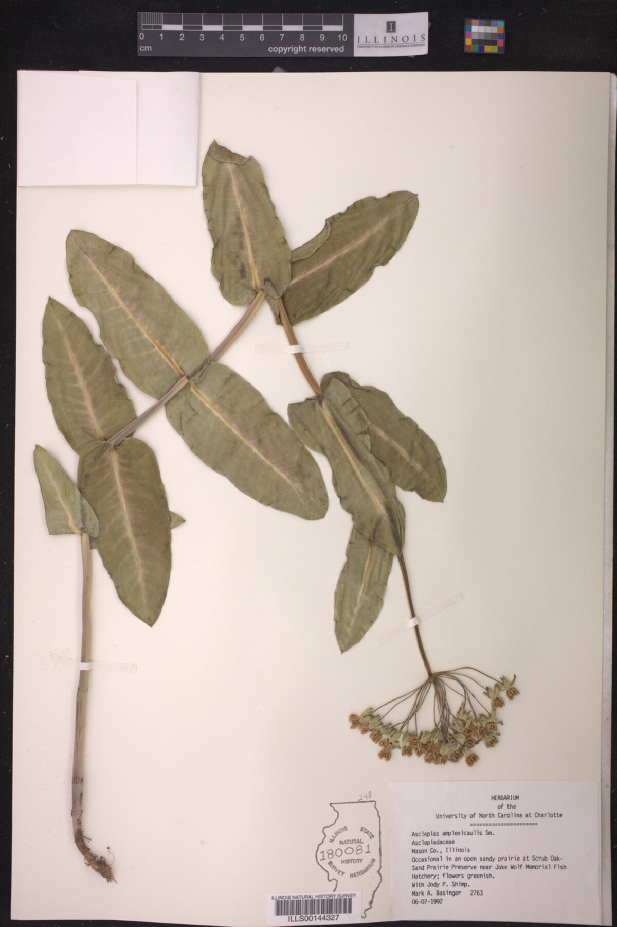 Asclepias amplexicaulis image