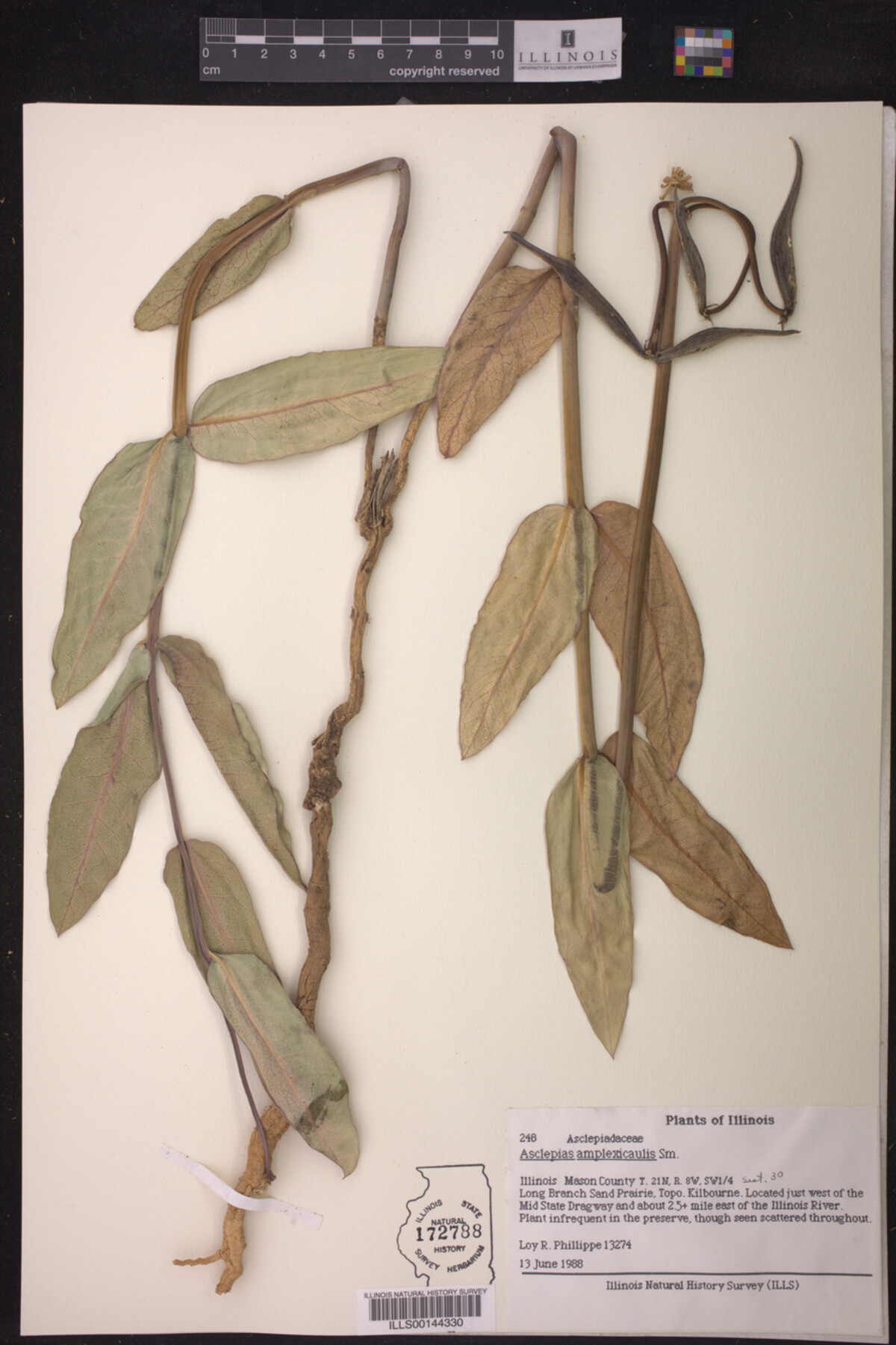 Asclepias amplexicaulis image