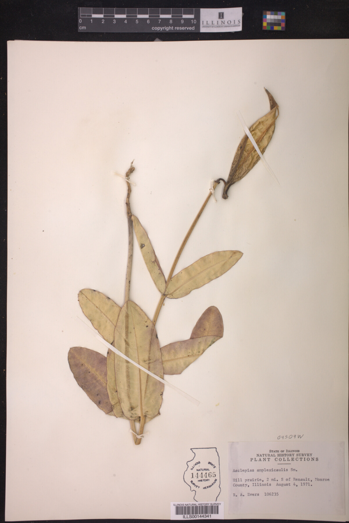 Asclepias amplexicaulis image