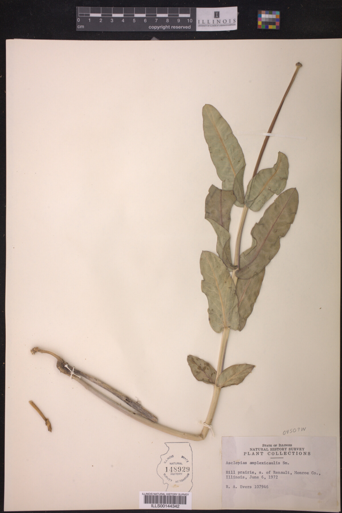 Asclepias amplexicaulis image