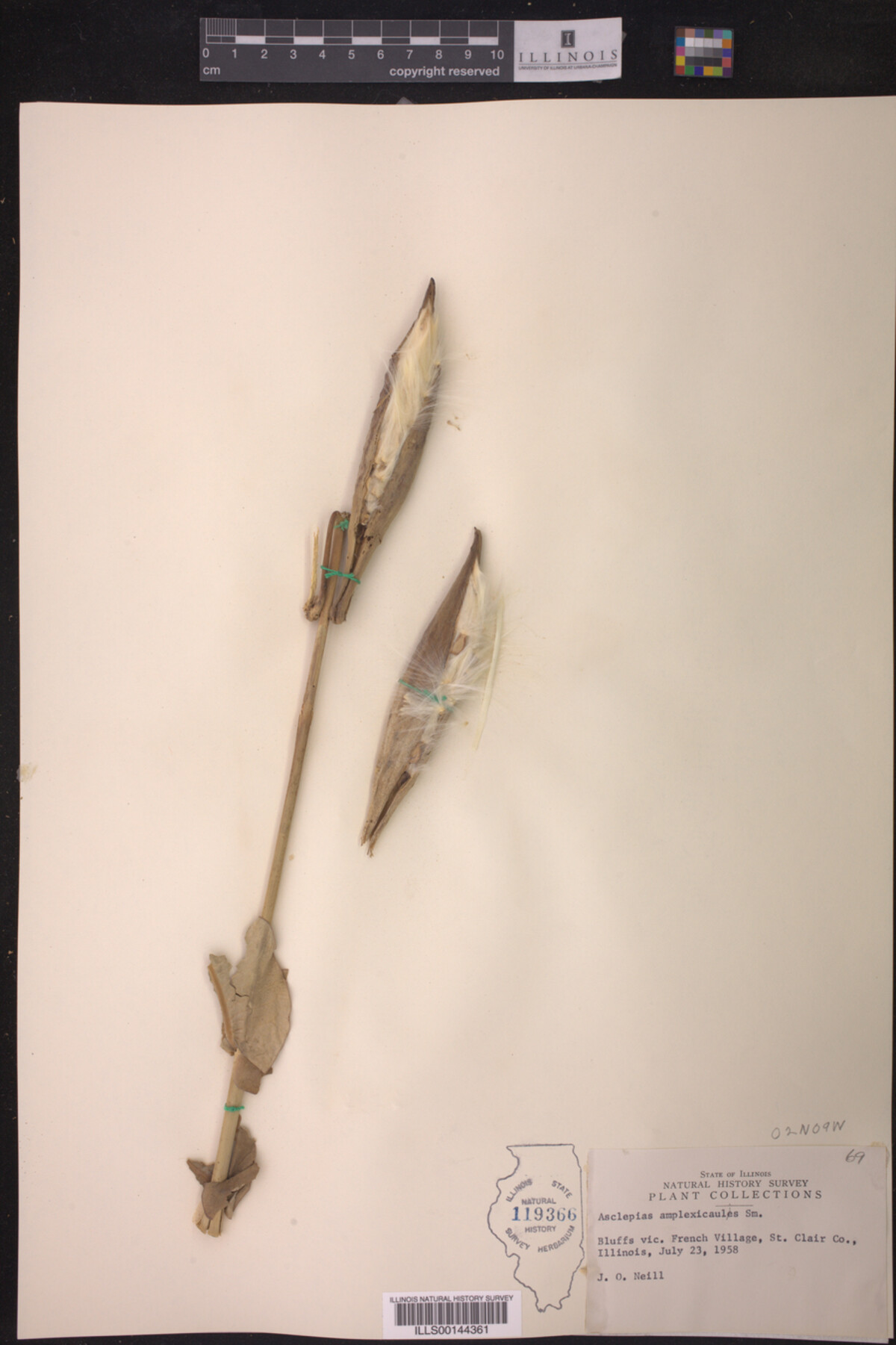 Asclepias amplexicaulis image