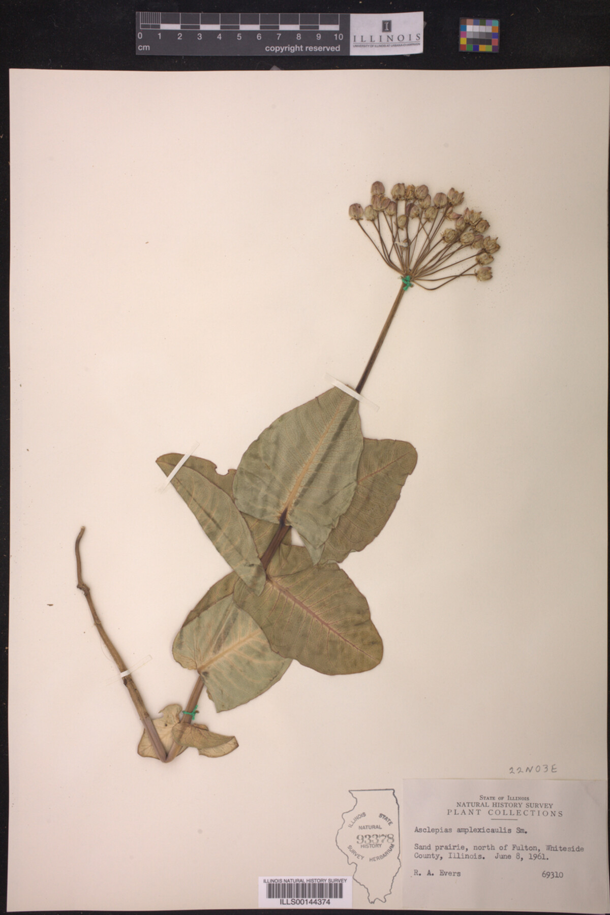 Asclepias amplexicaulis image