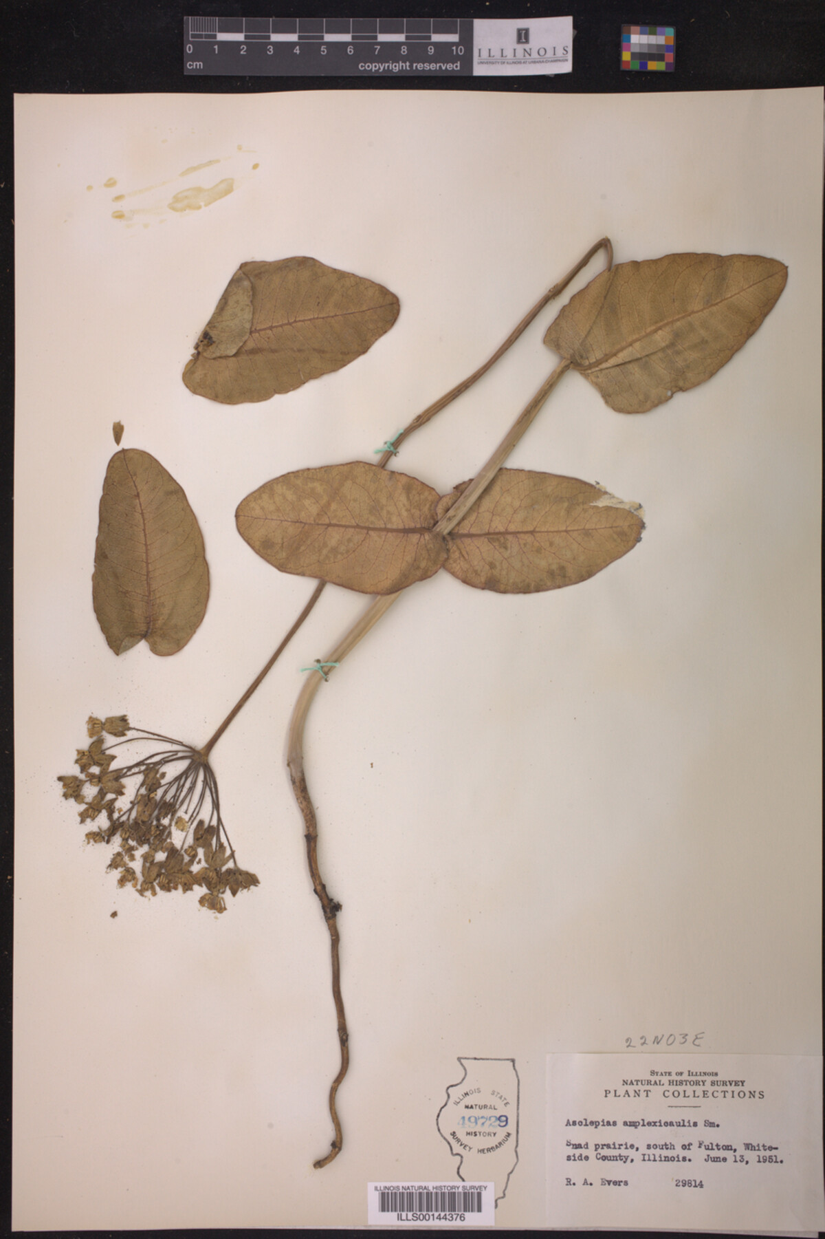 Asclepias amplexicaulis image