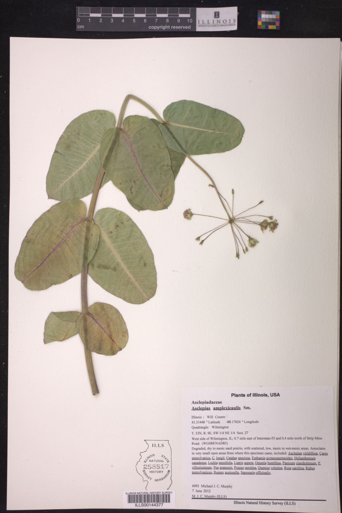 Asclepias amplexicaulis image