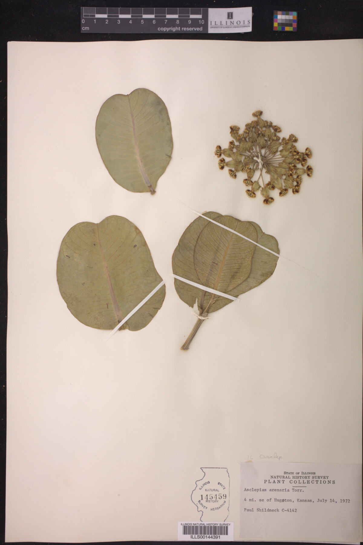 Asclepias arenaria image