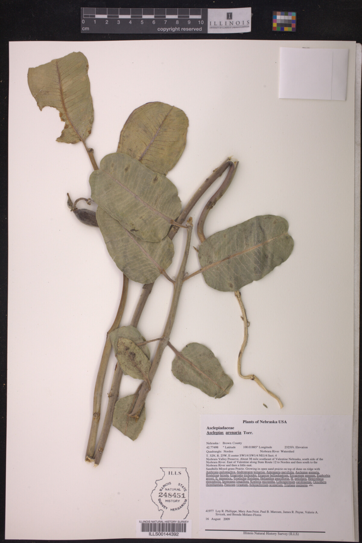 Asclepias arenaria image