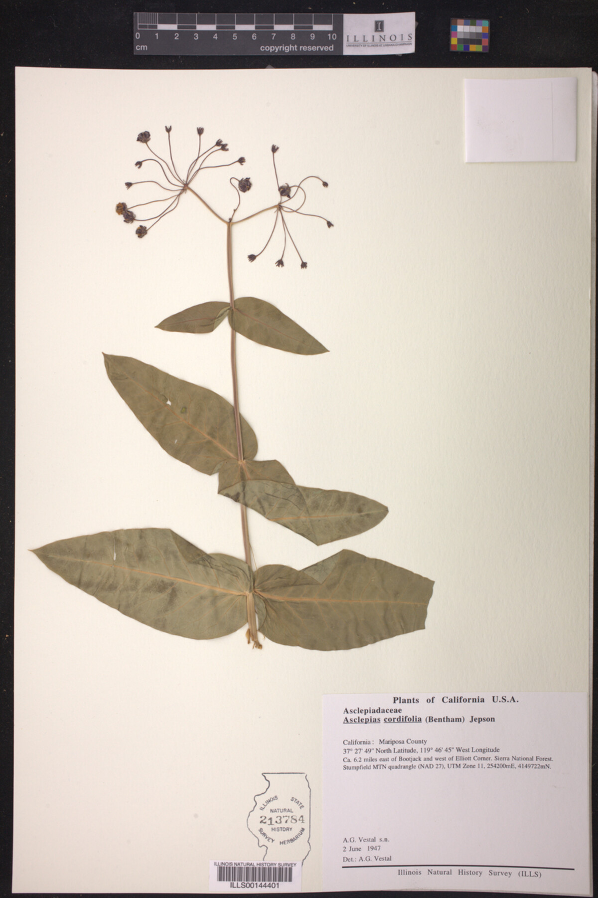 Asclepias cordifolia image