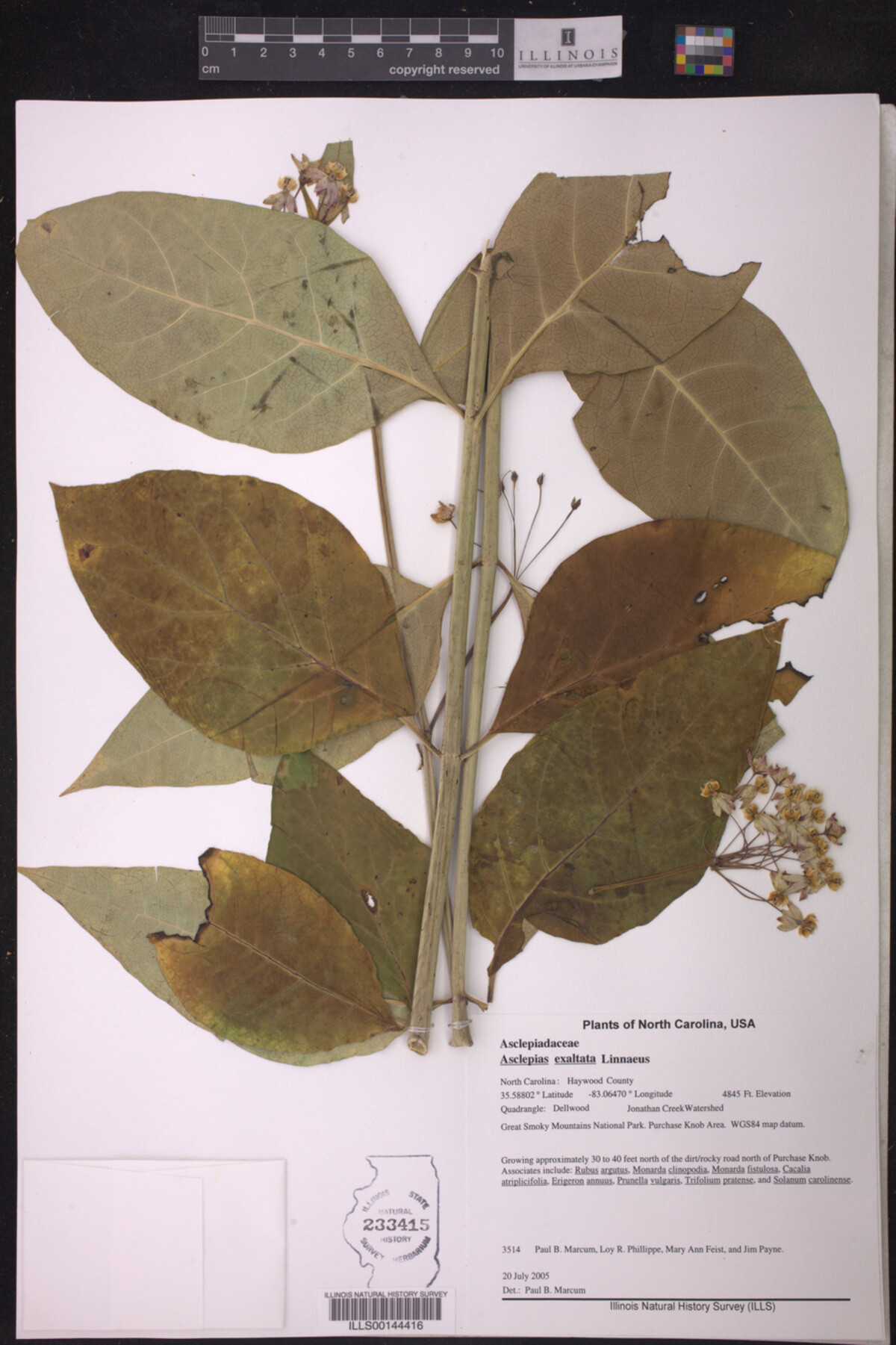 Asclepias exaltata image