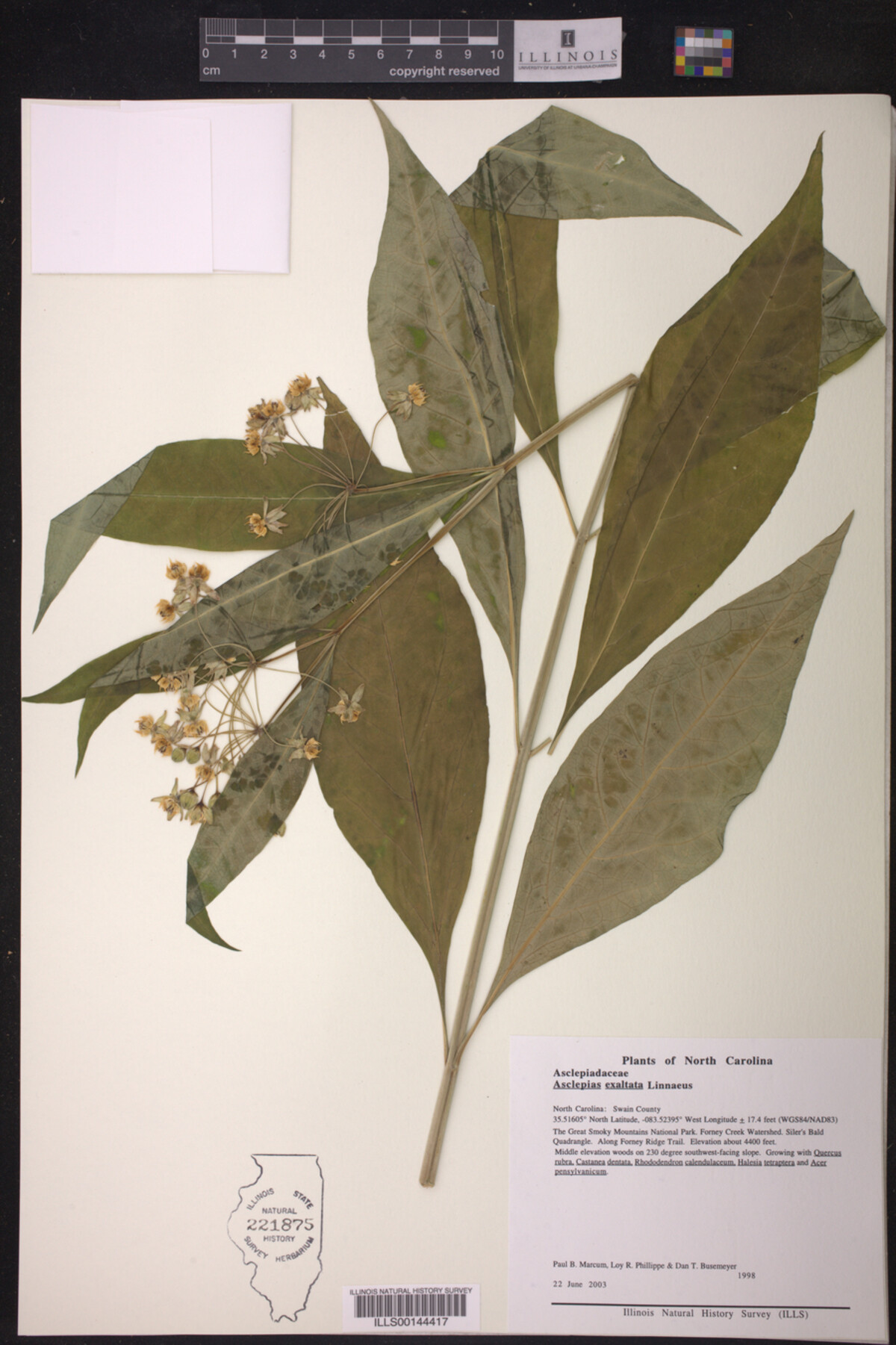 Asclepias exaltata image