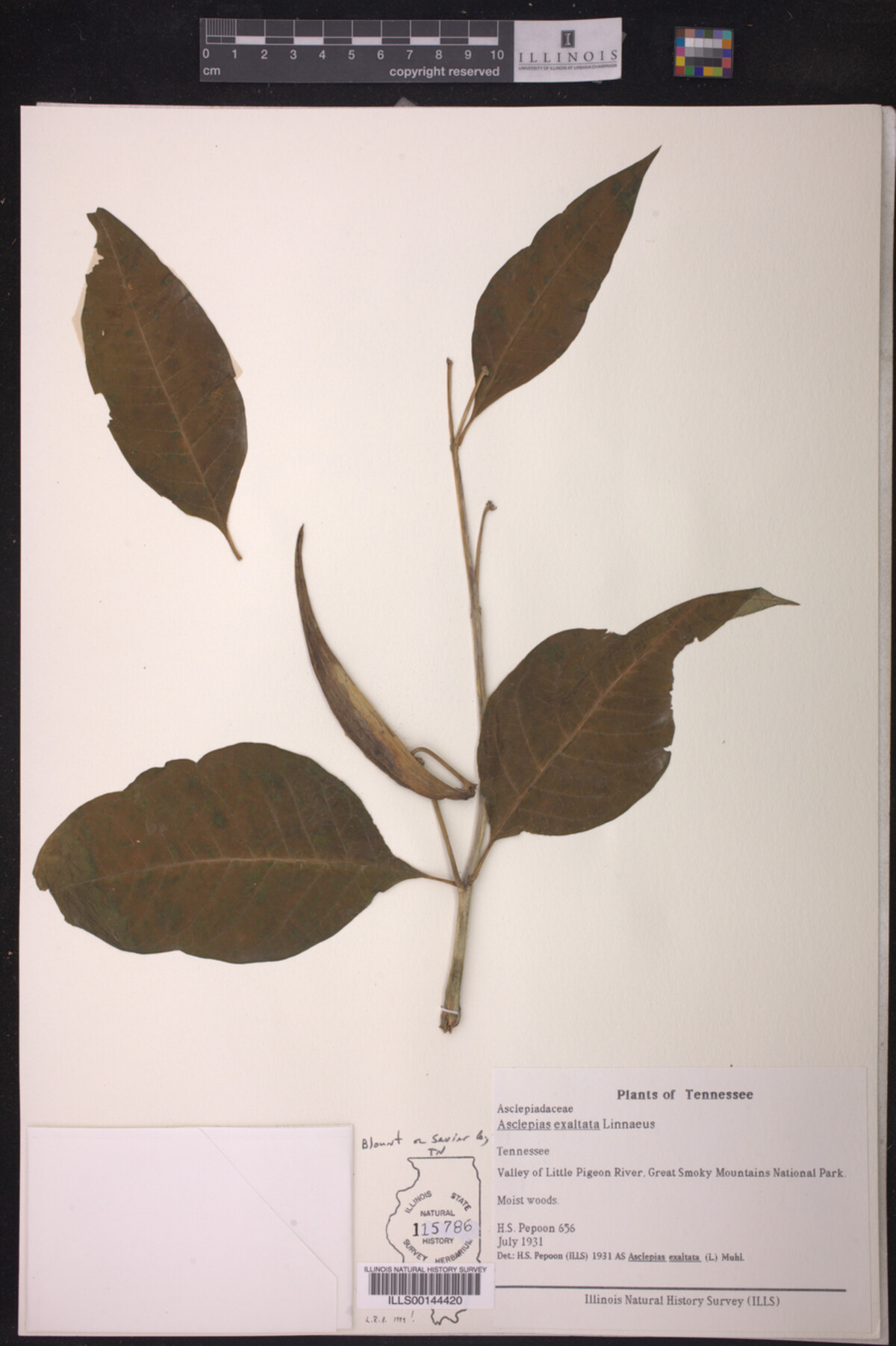 Asclepias exaltata image