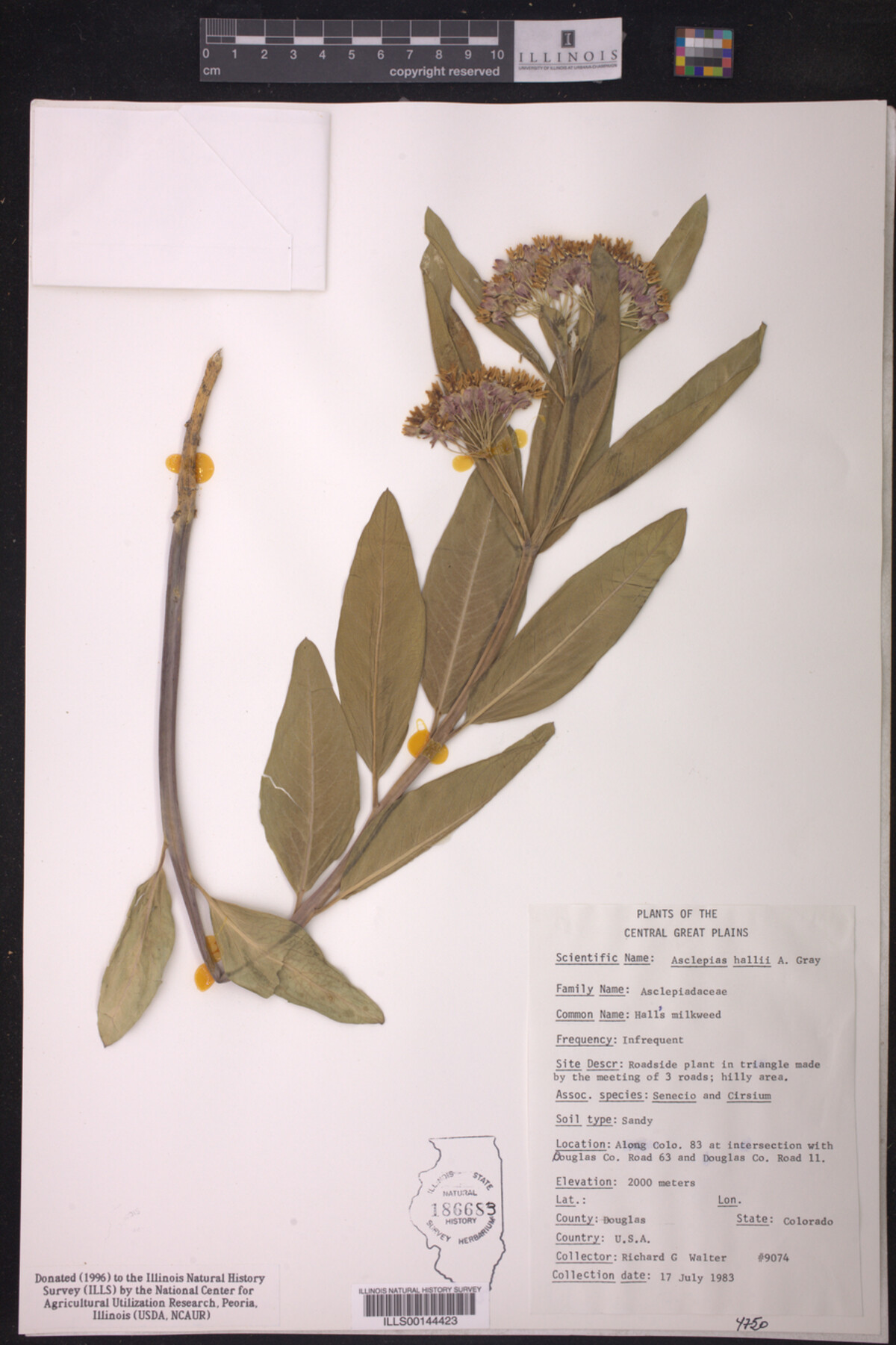 Asclepias hallii image