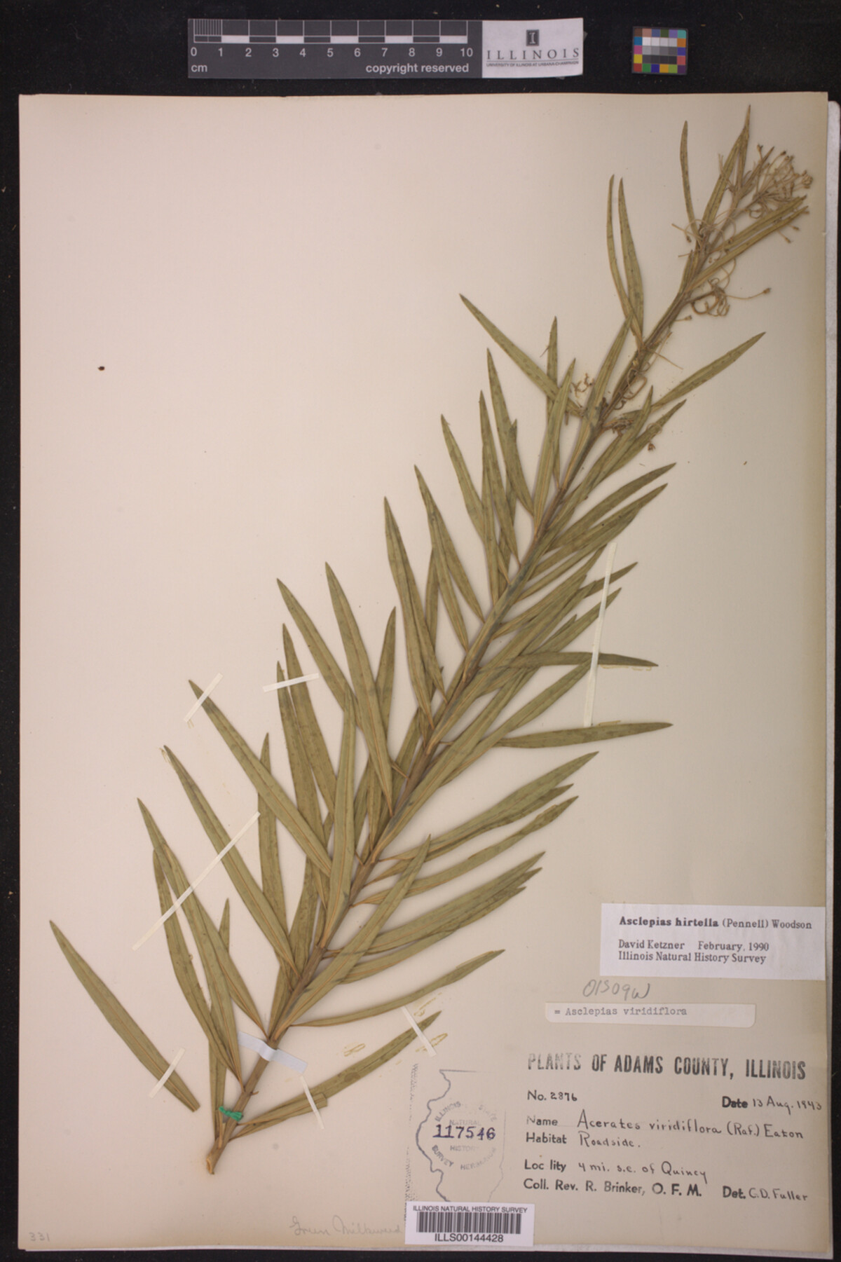 Asclepias hirtella image