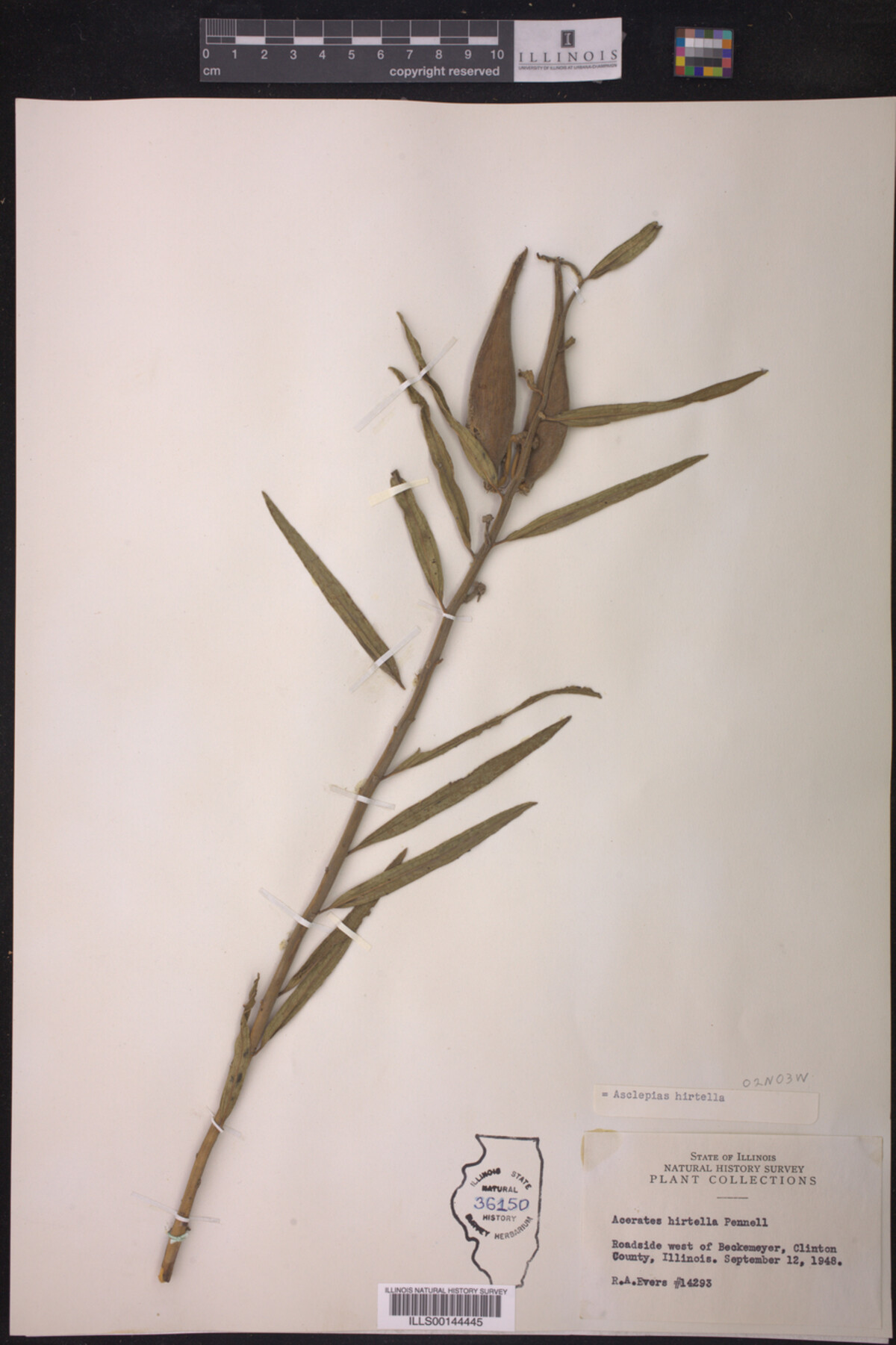 Asclepias hirtella image