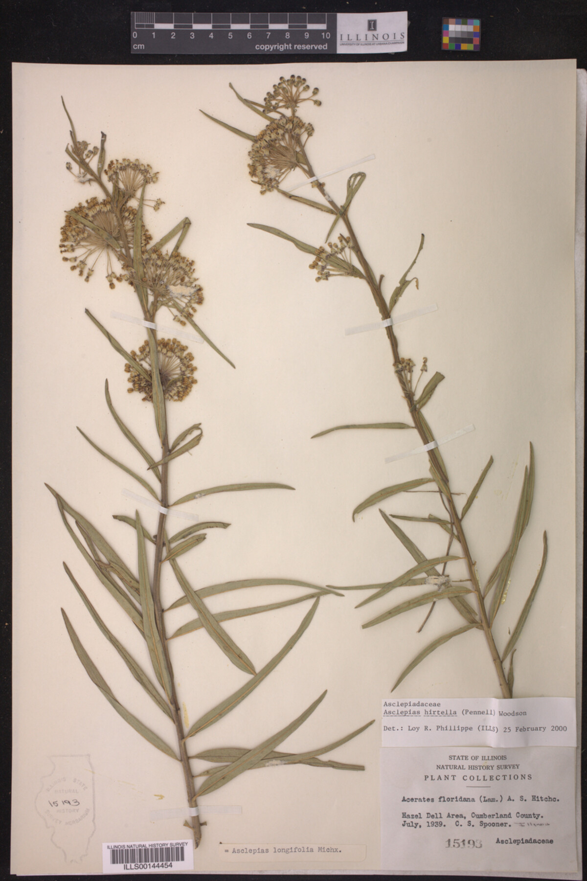 Asclepias hirtella image
