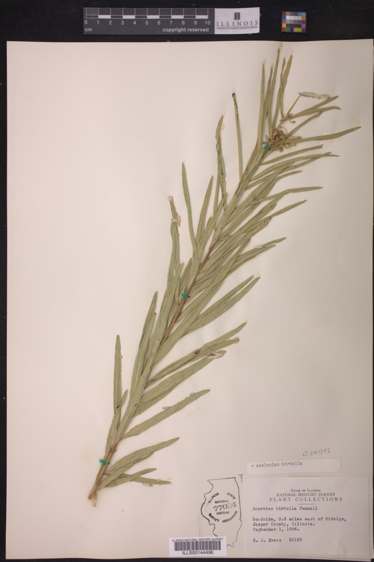 Asclepias hirtella image