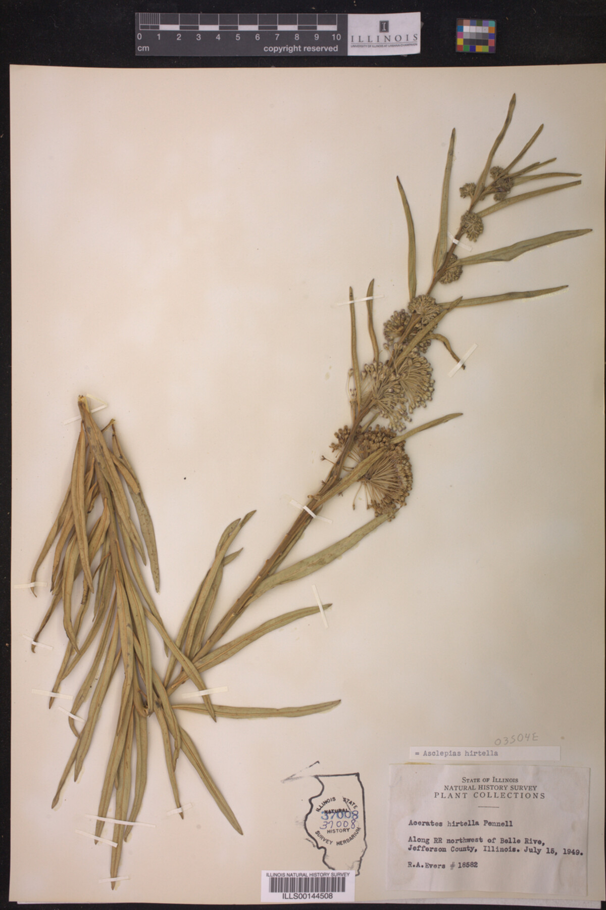 Asclepias hirtella image