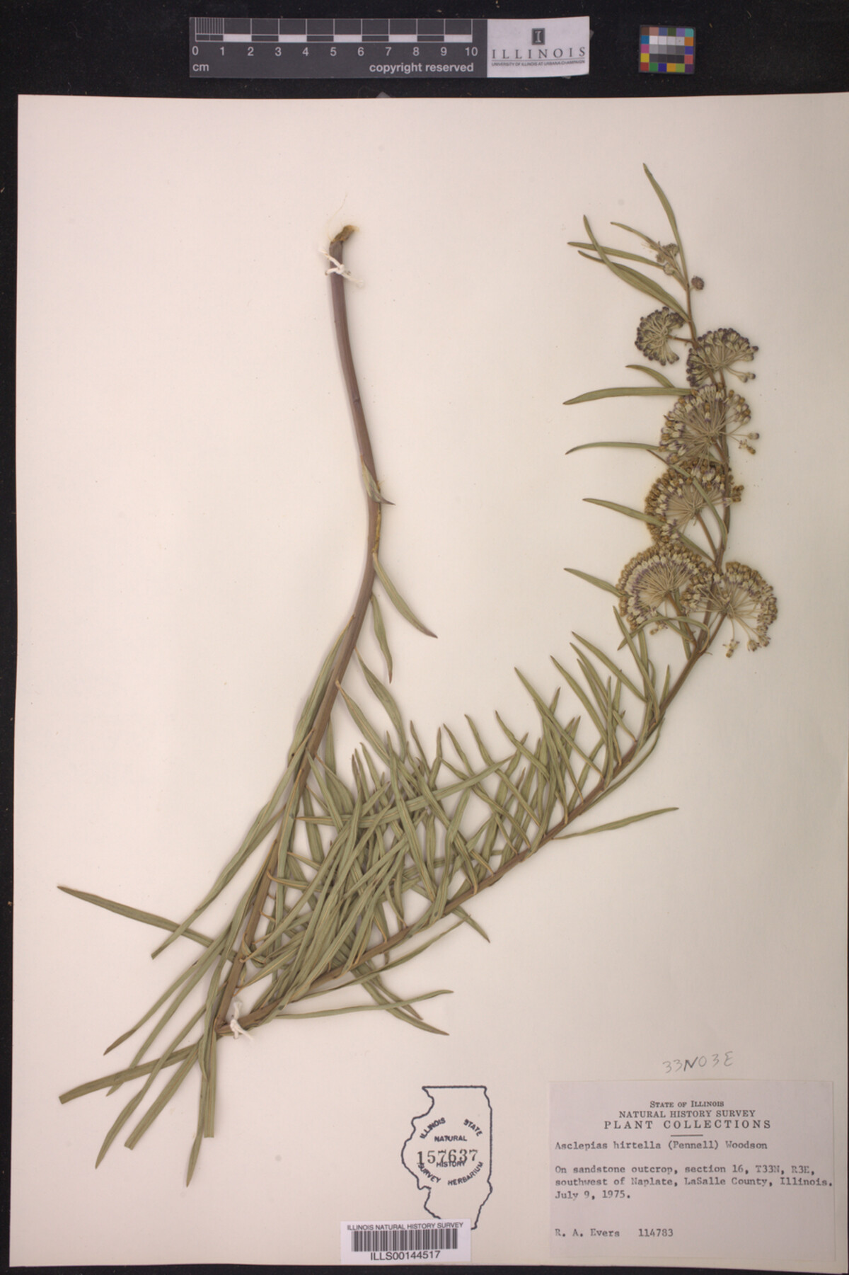 Asclepias hirtella image