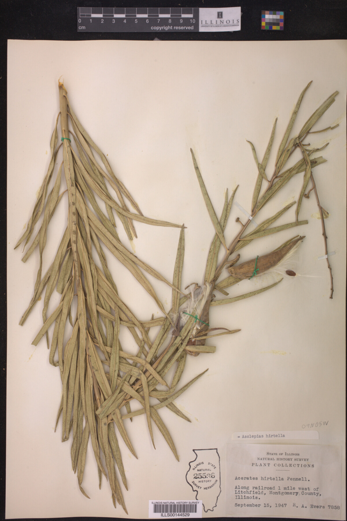 Asclepias hirtella image