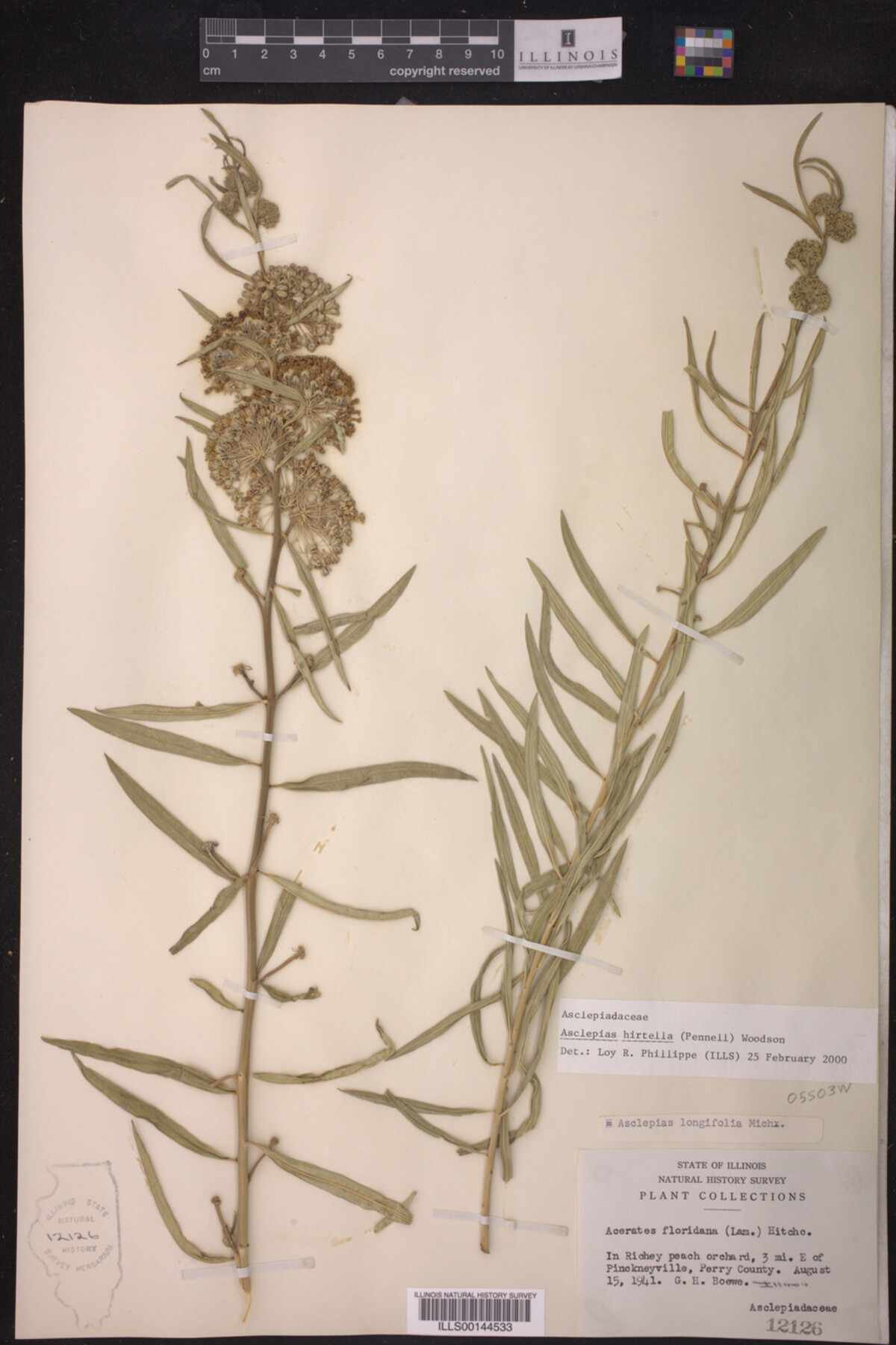 Asclepias hirtella image