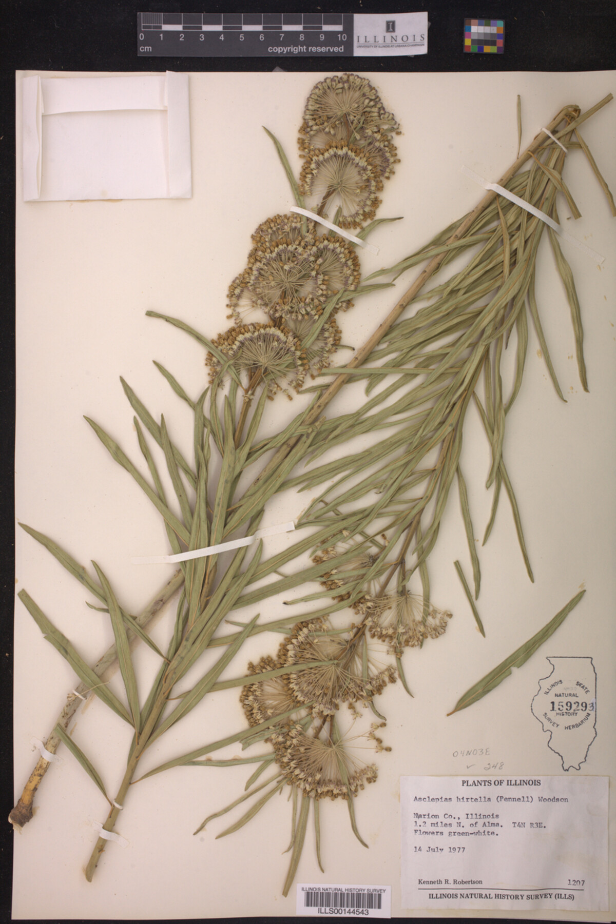 Asclepias hirtella image