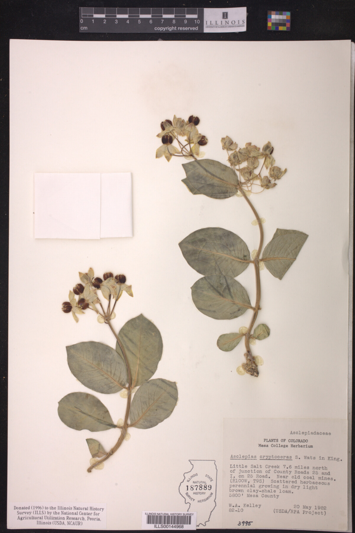 Asclepias image