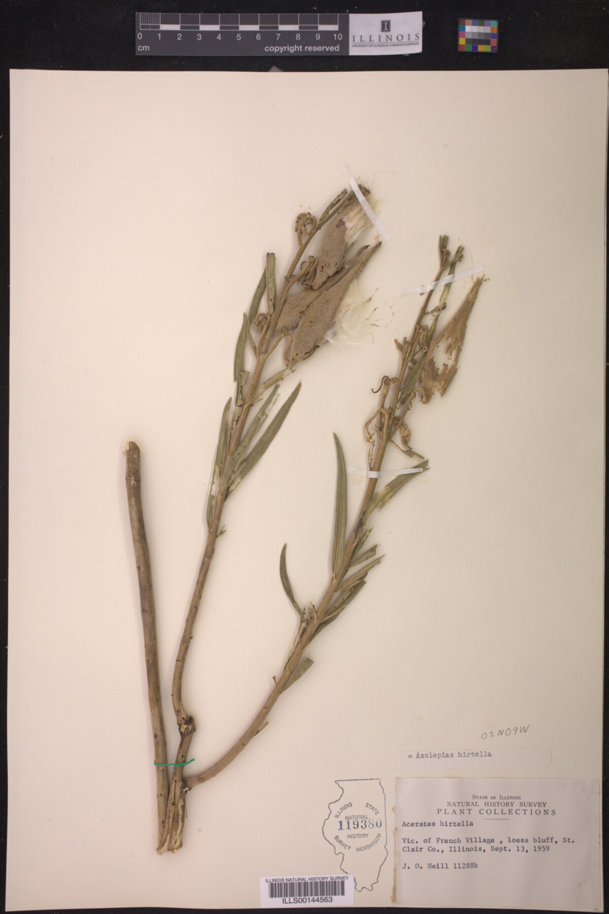 Asclepias hirtella image