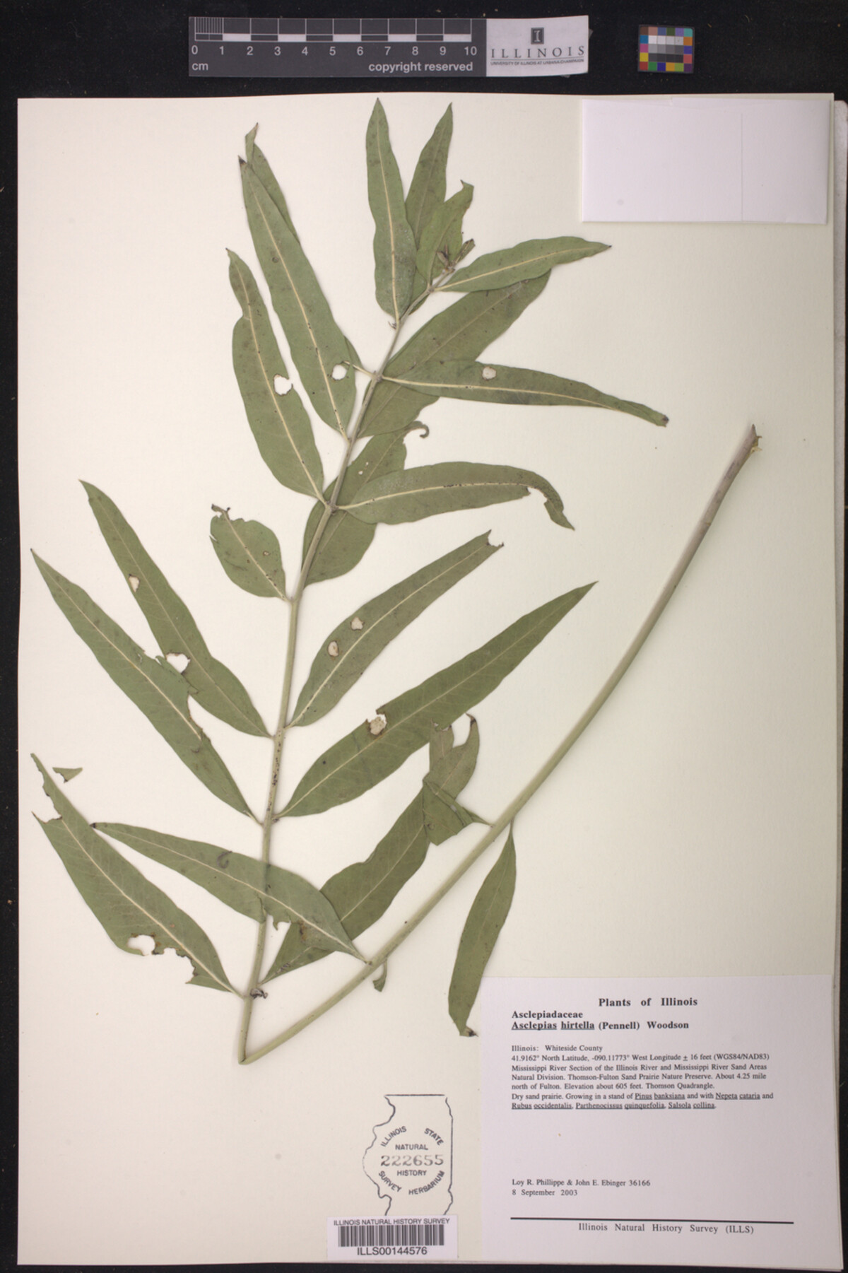 Asclepias hirtella image