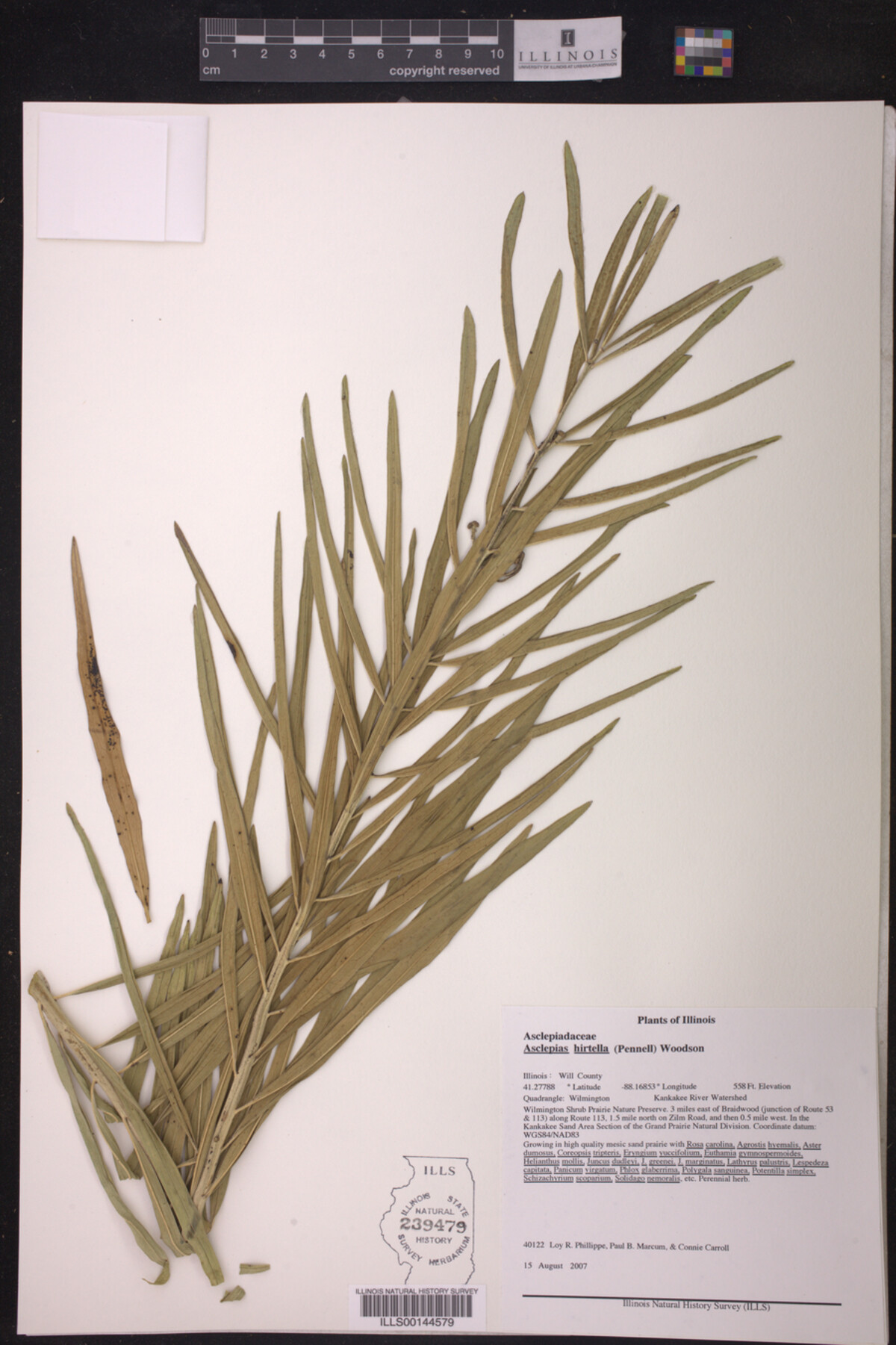 Asclepias hirtella image