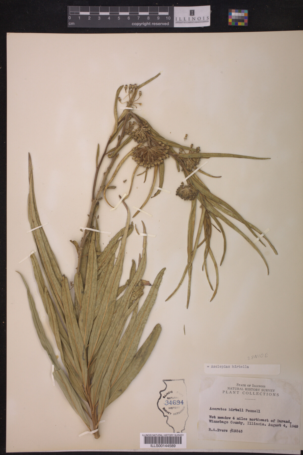 Asclepias hirtella image