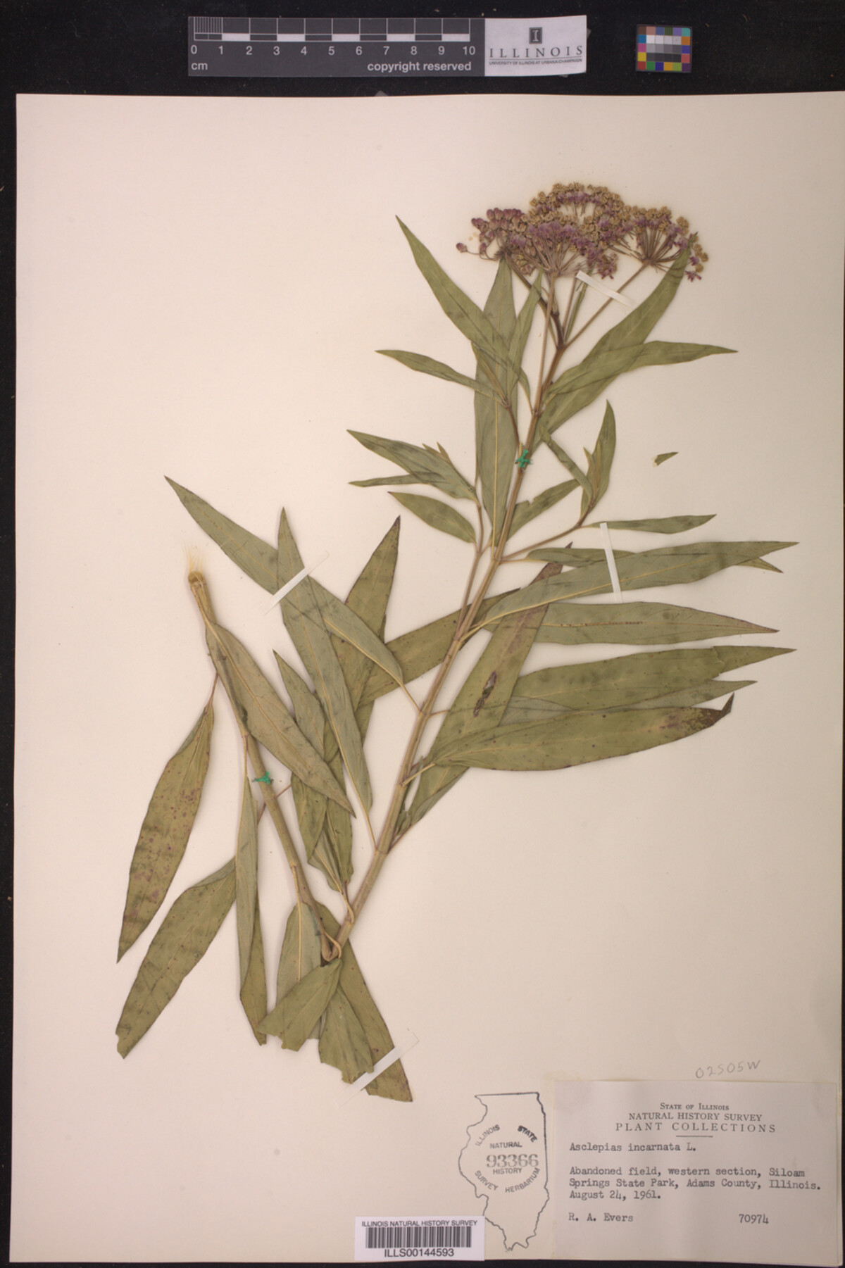 Asclepias incarnata image