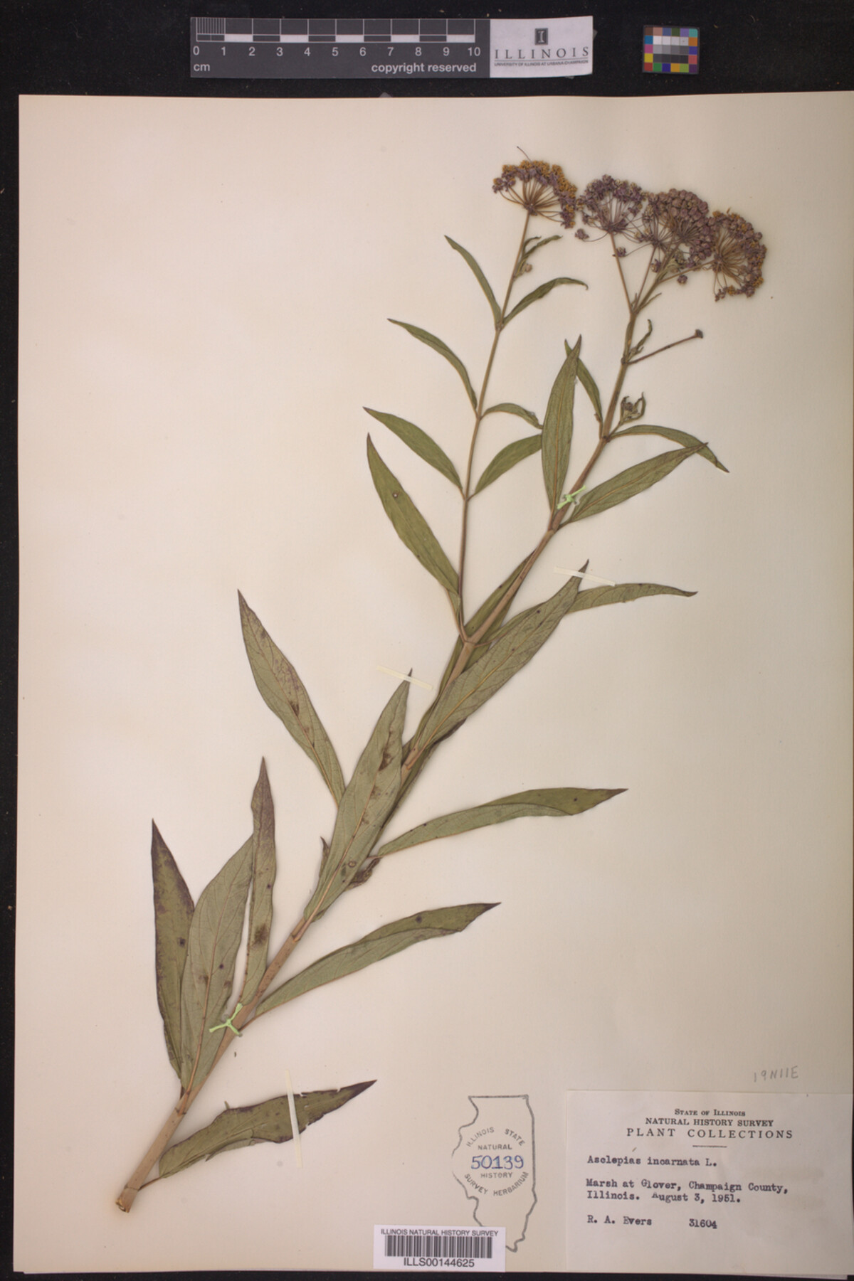 Asclepias incarnata image