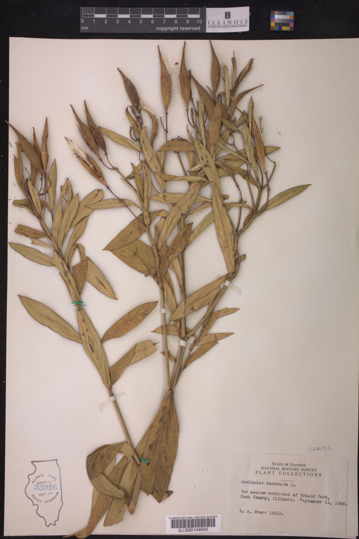 Asclepias incarnata image