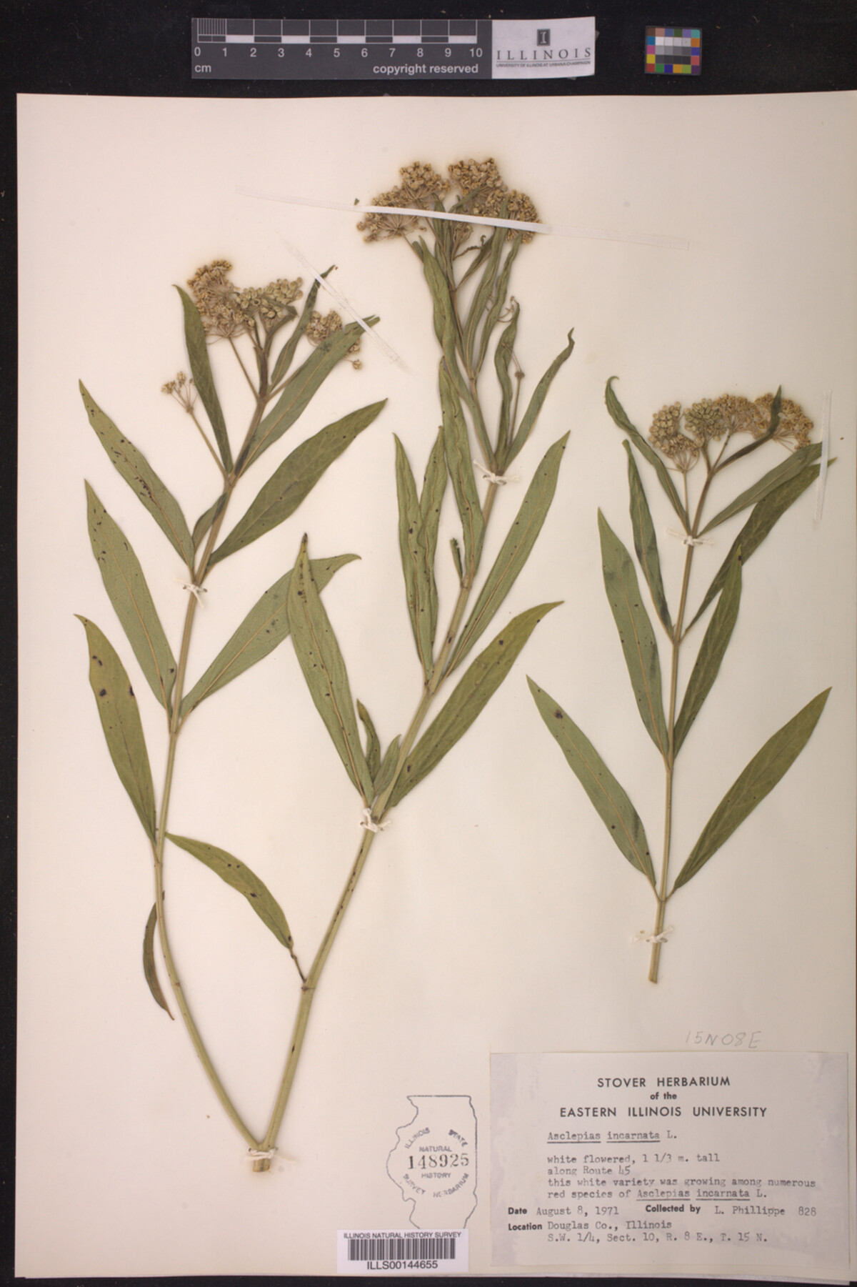 Asclepias incarnata image
