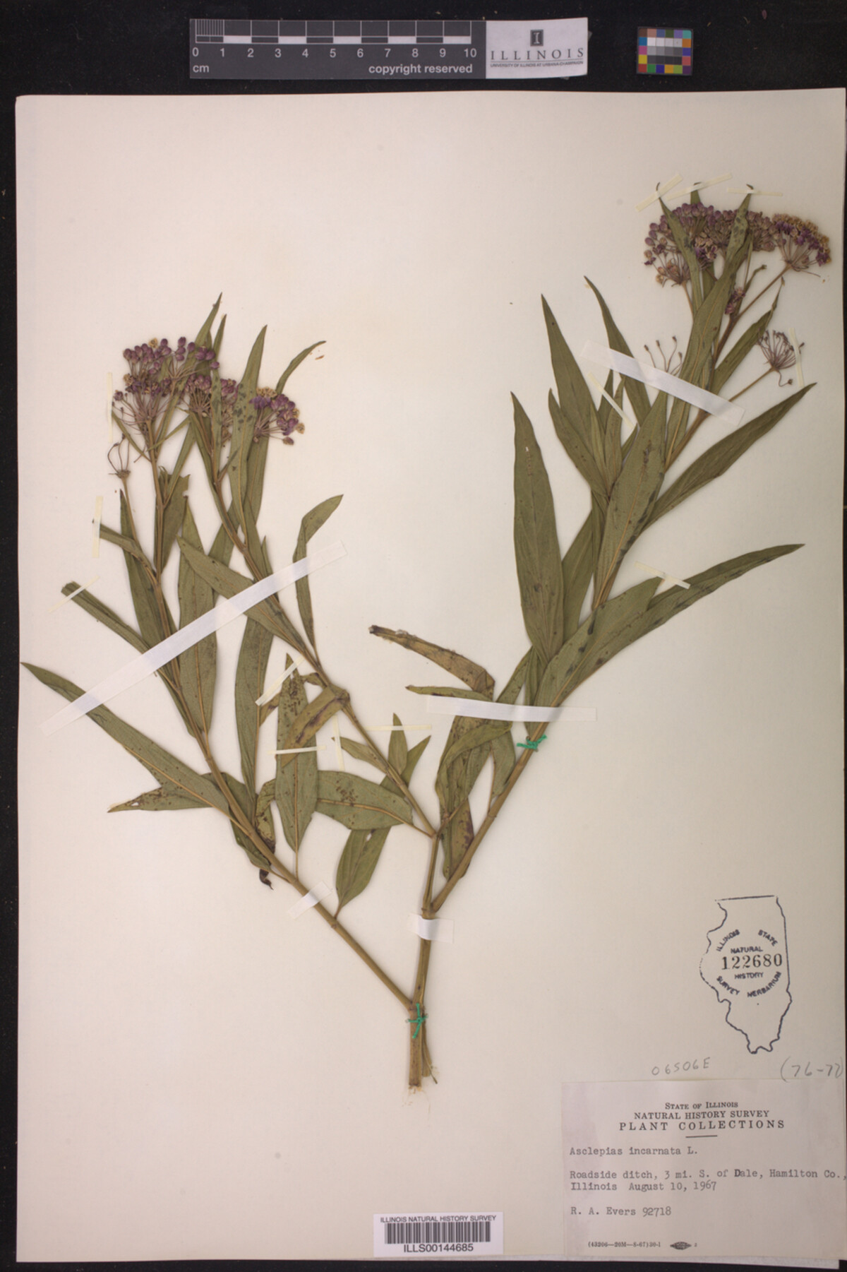 Asclepias incarnata image