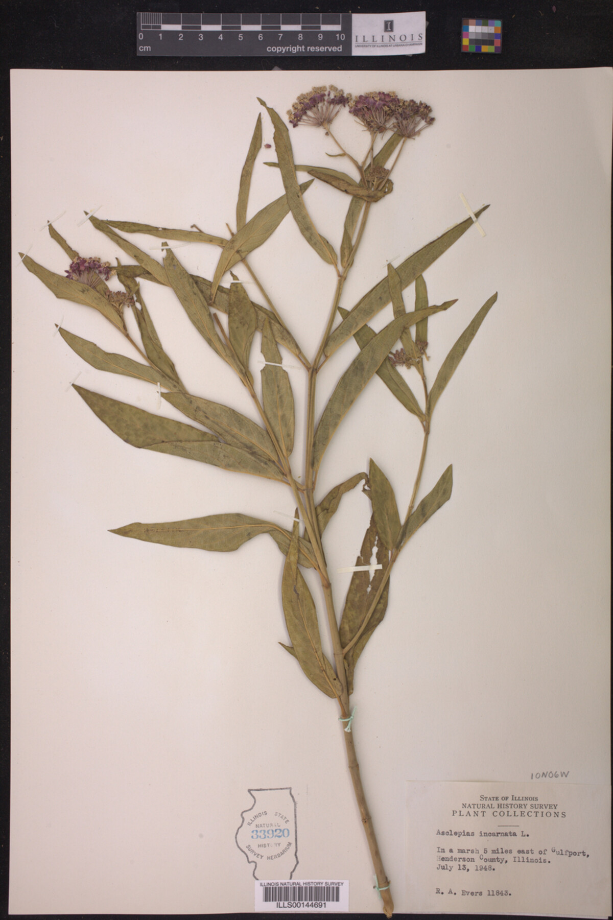 Asclepias incarnata image