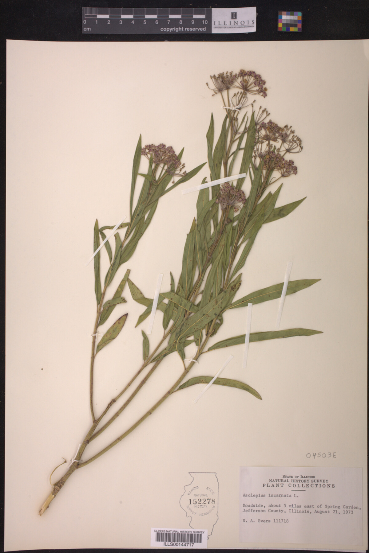 Asclepias incarnata image