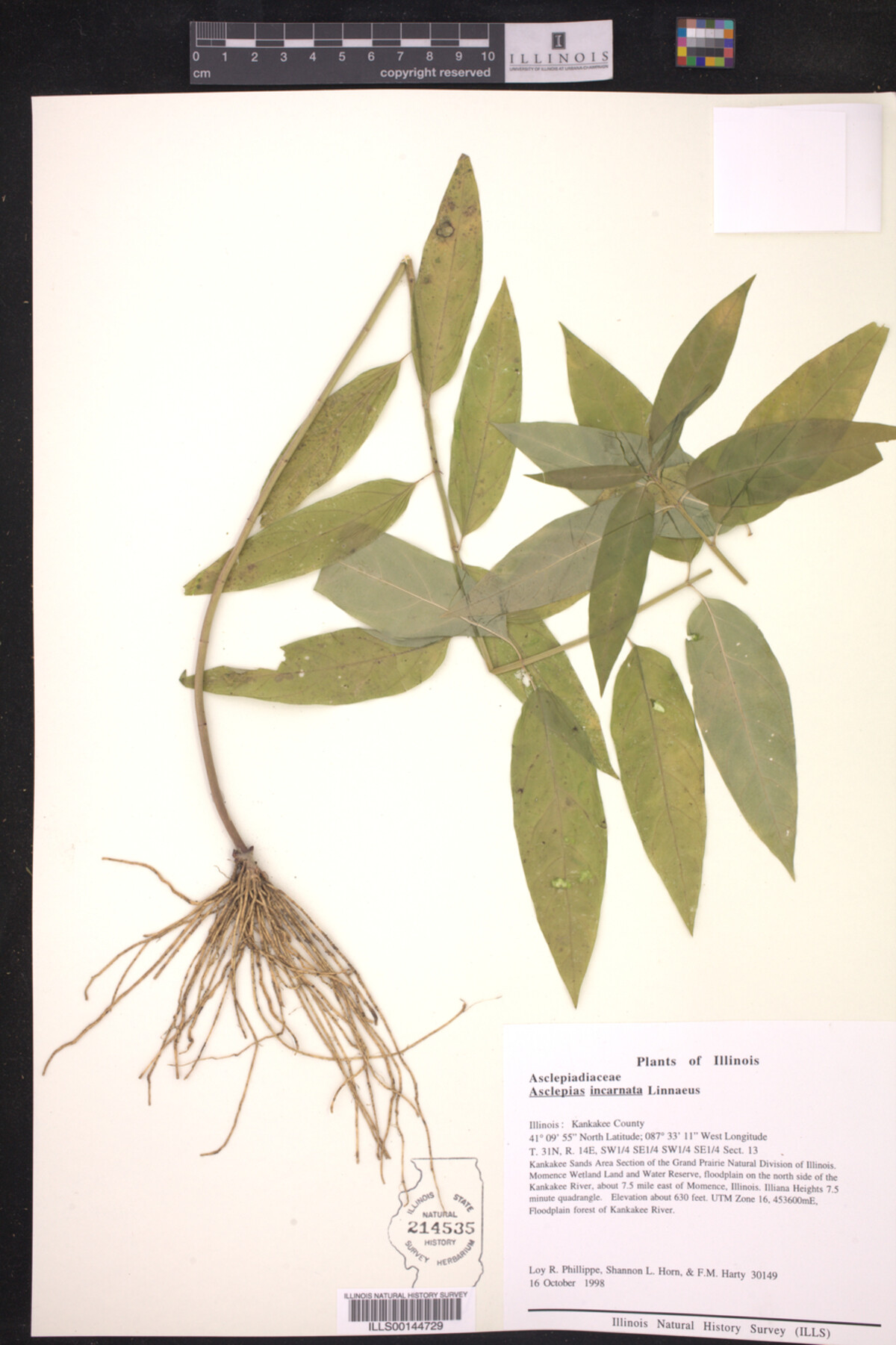 Asclepias incarnata image