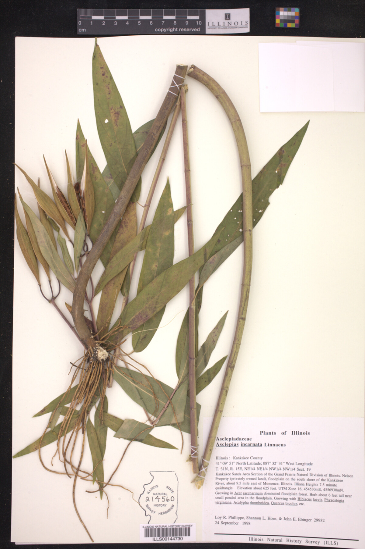 Asclepias incarnata image