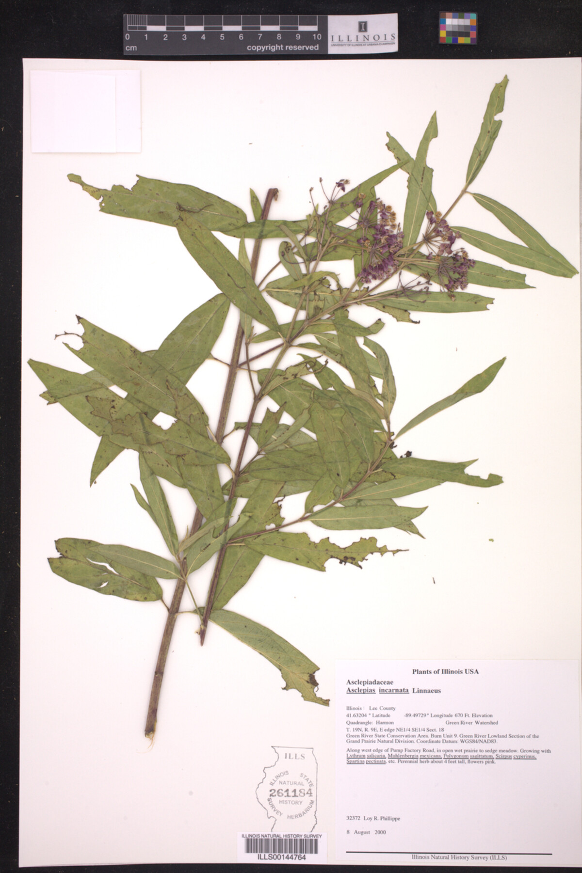 Asclepias incarnata image