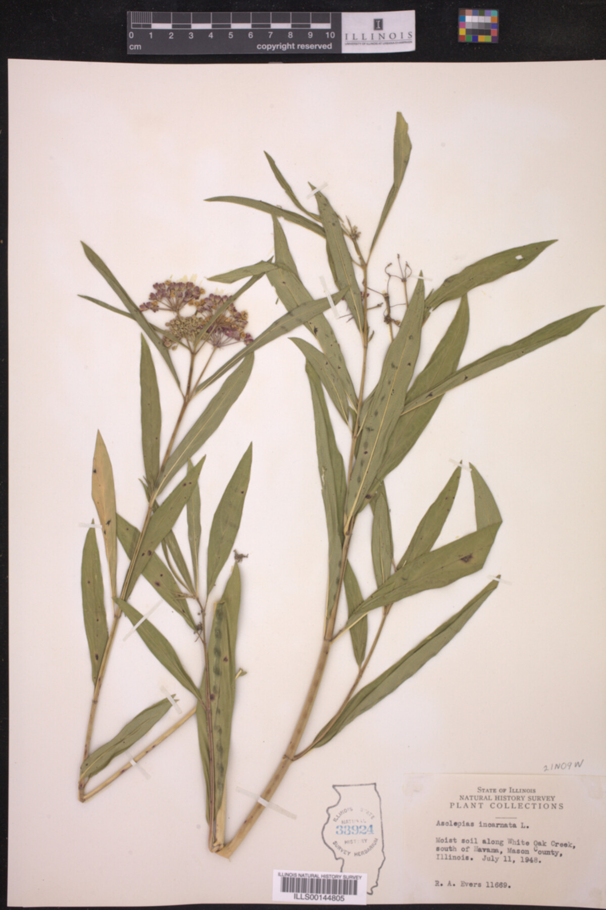 Asclepias incarnata image