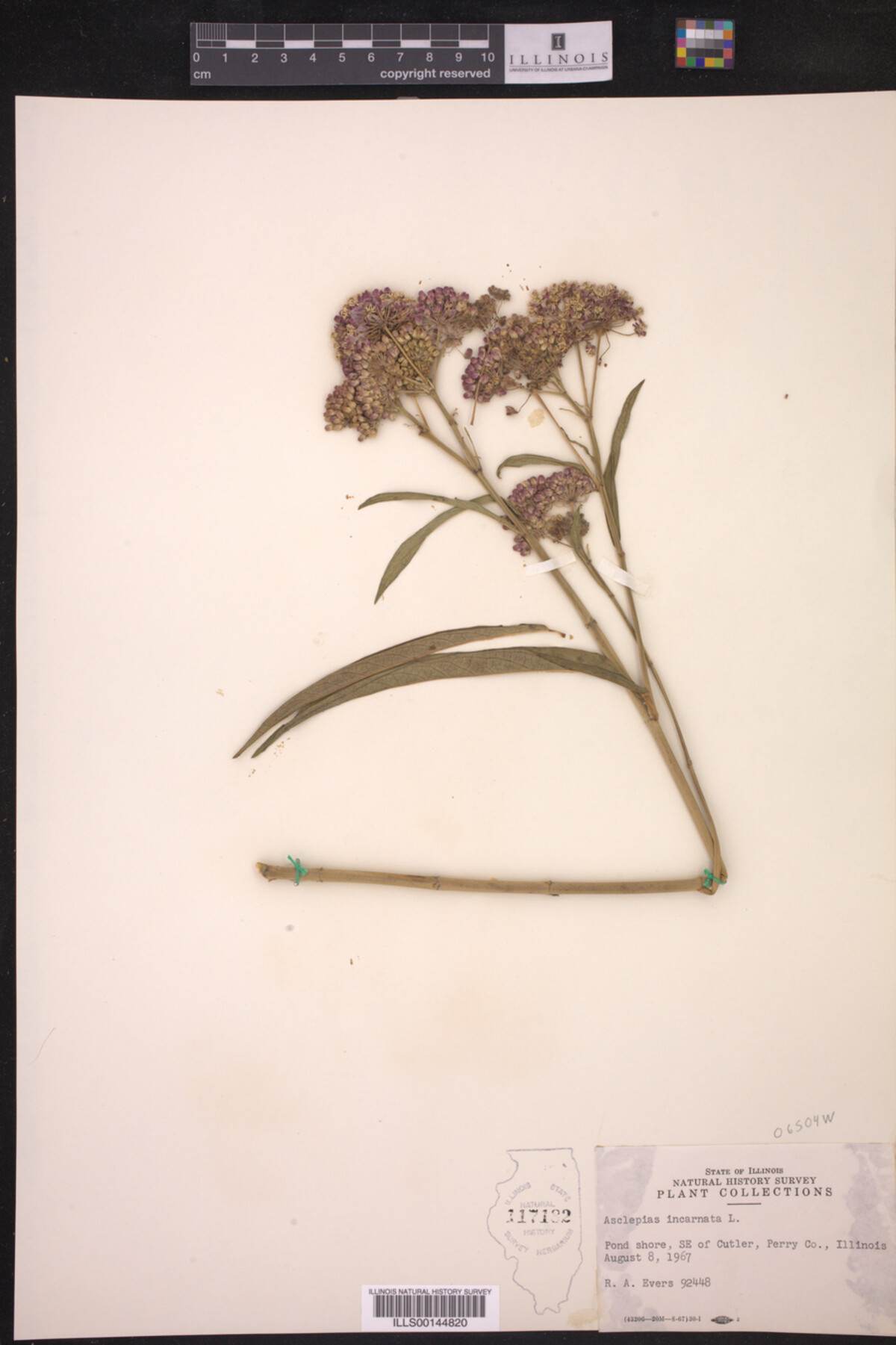 Asclepias incarnata image