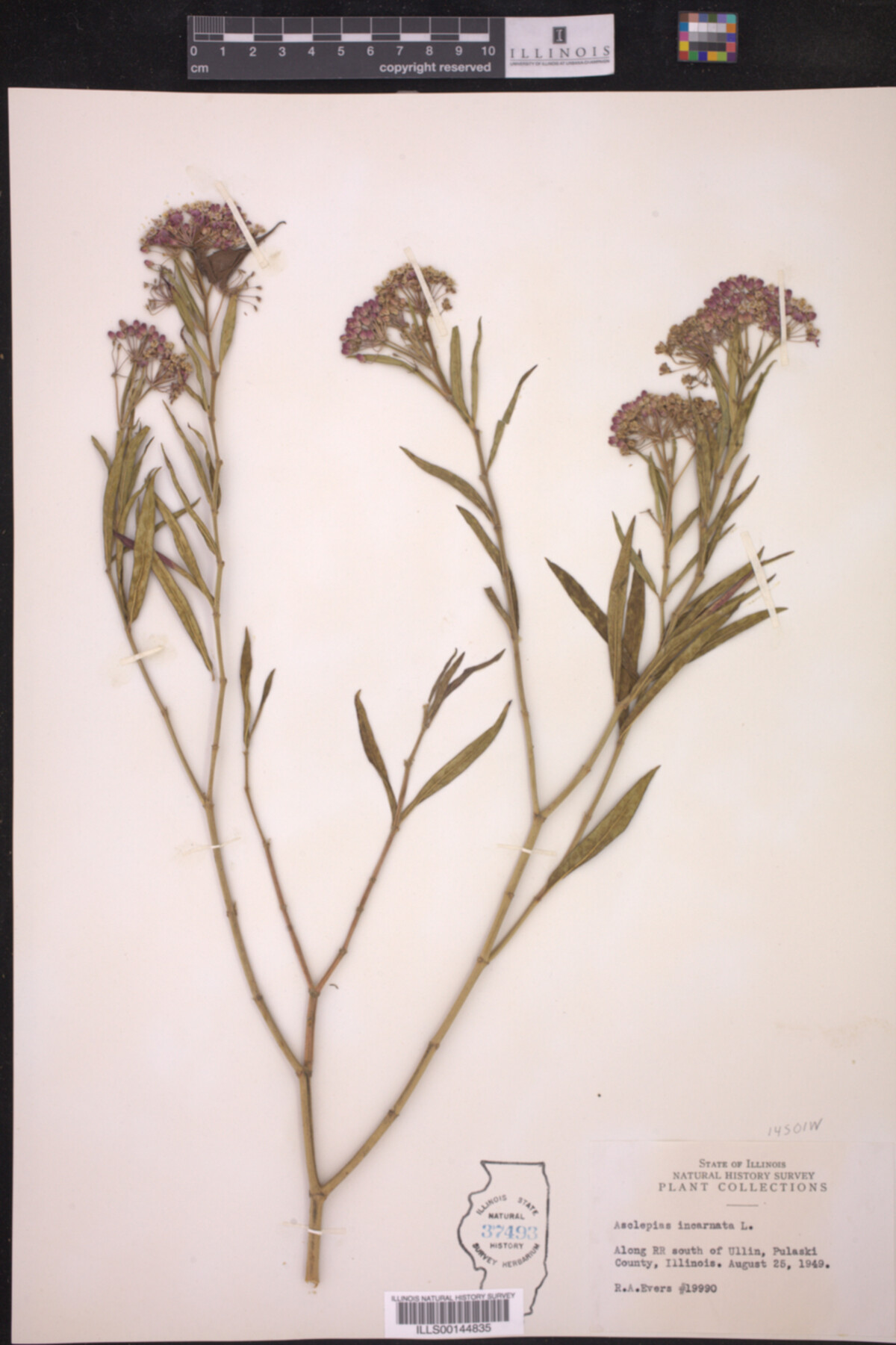 Asclepias incarnata image