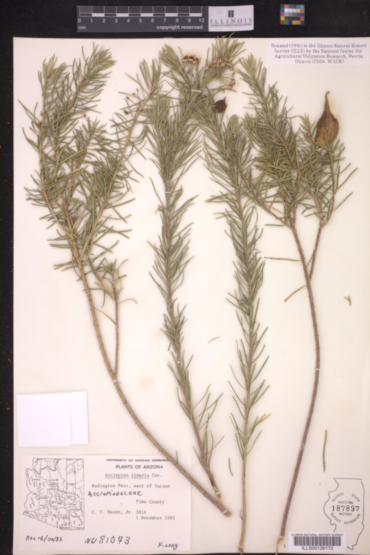 Asclepias linaria image